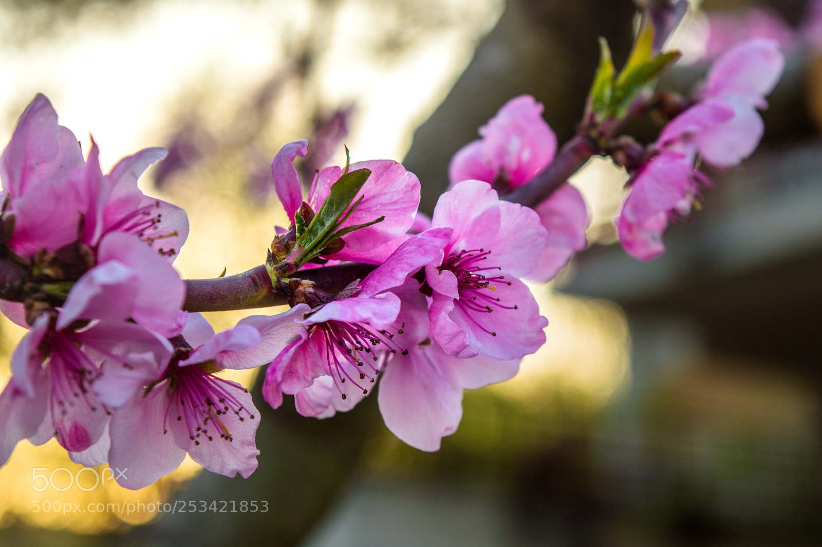 Nikon D3200 sample photo. Colourful spring photography