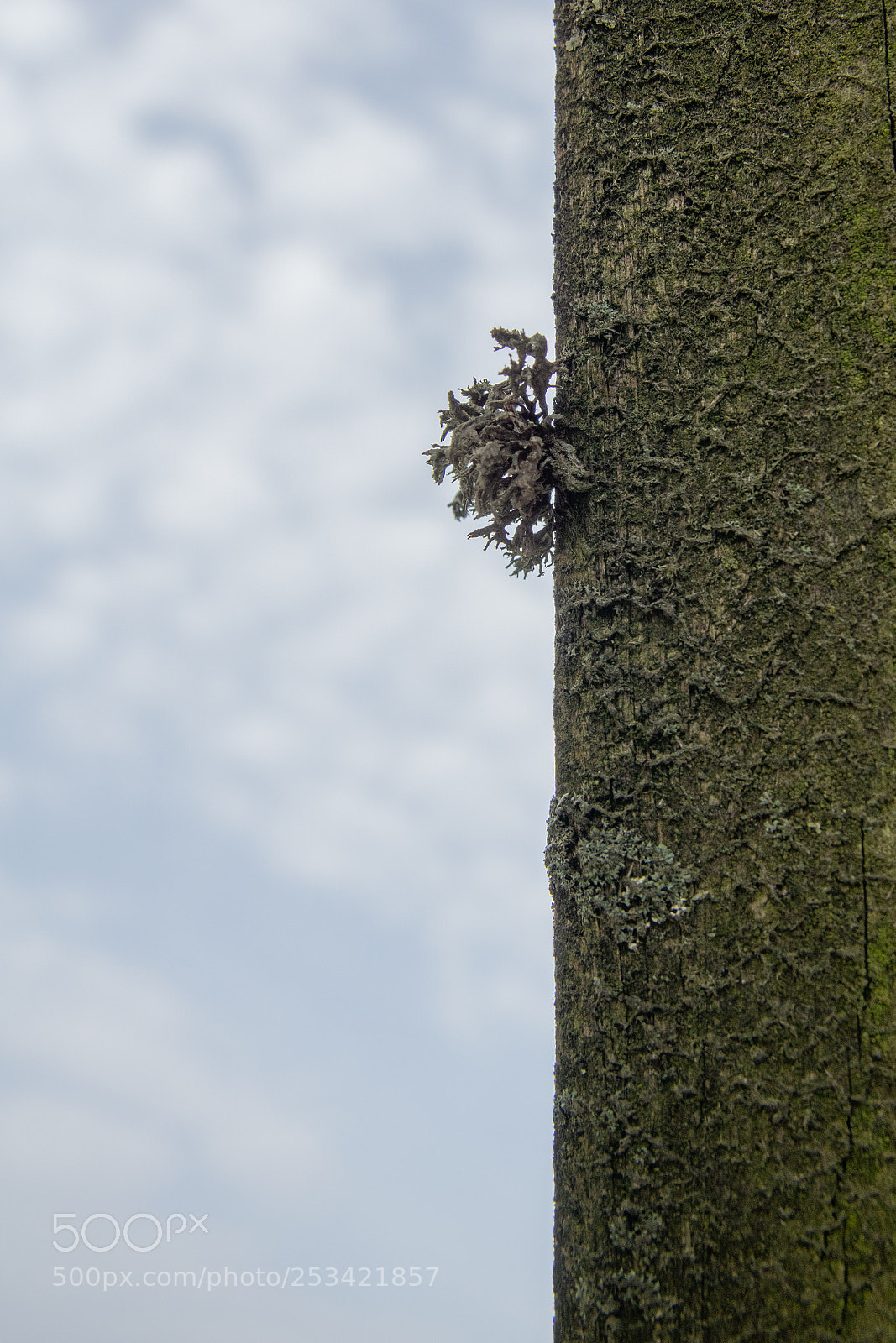 Sony ILCA-77M2 sample photo. Fluffy thing photography