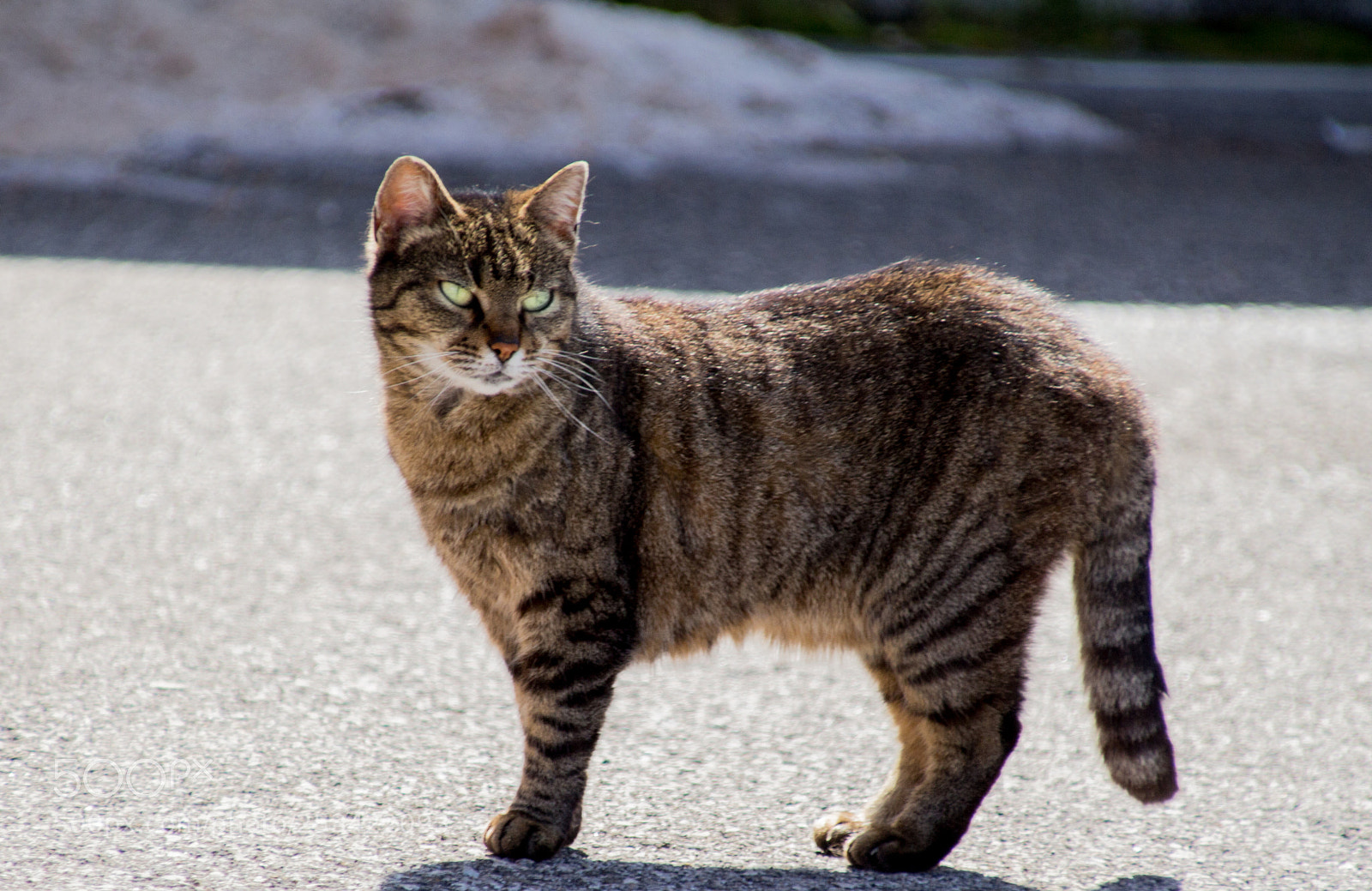 Canon EOS 700D (EOS Rebel T5i / EOS Kiss X7i) sample photo. Don't look at me photography