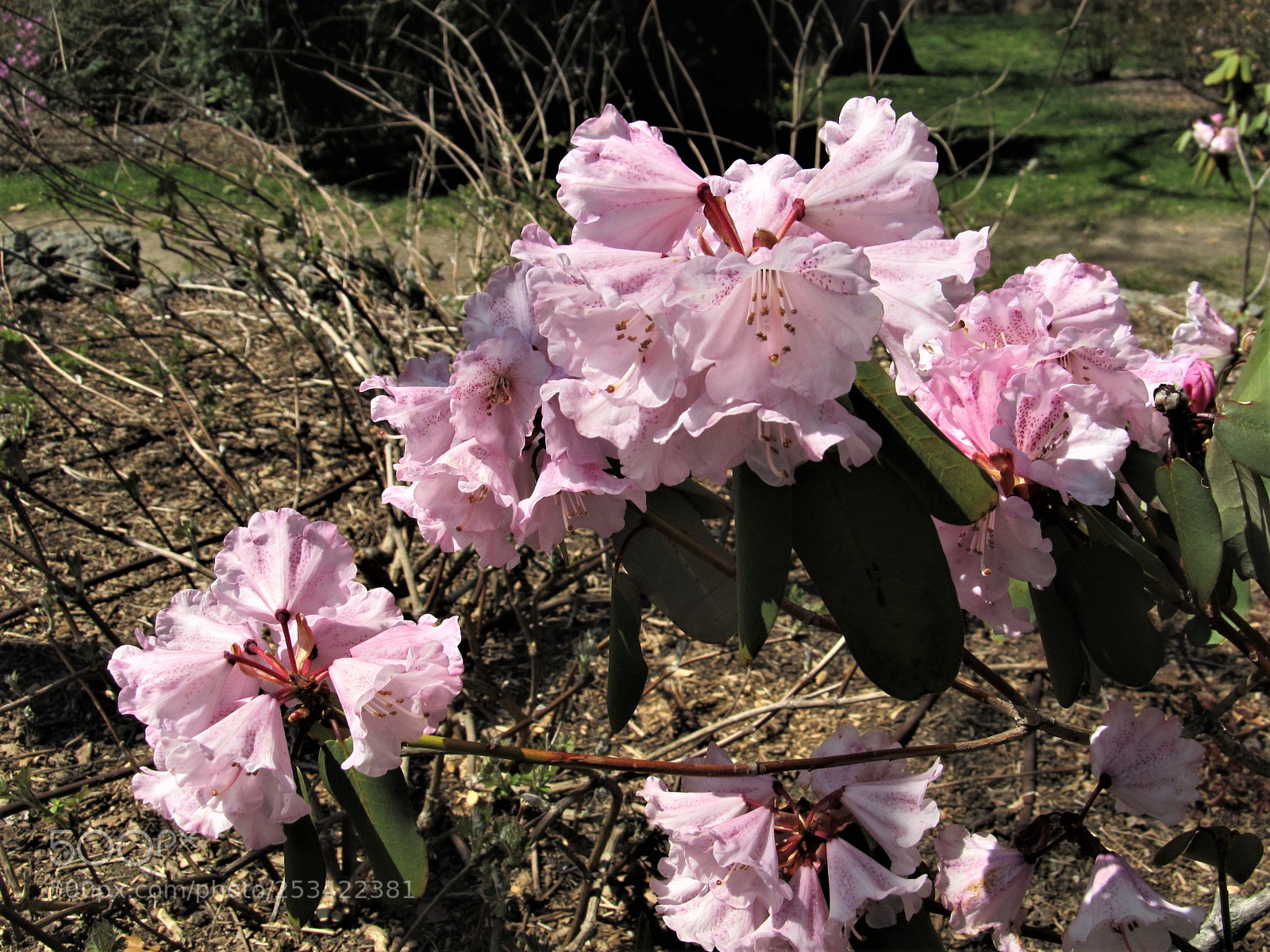 Canon PowerShot SX130 IS sample photo. Pink flowers photography
