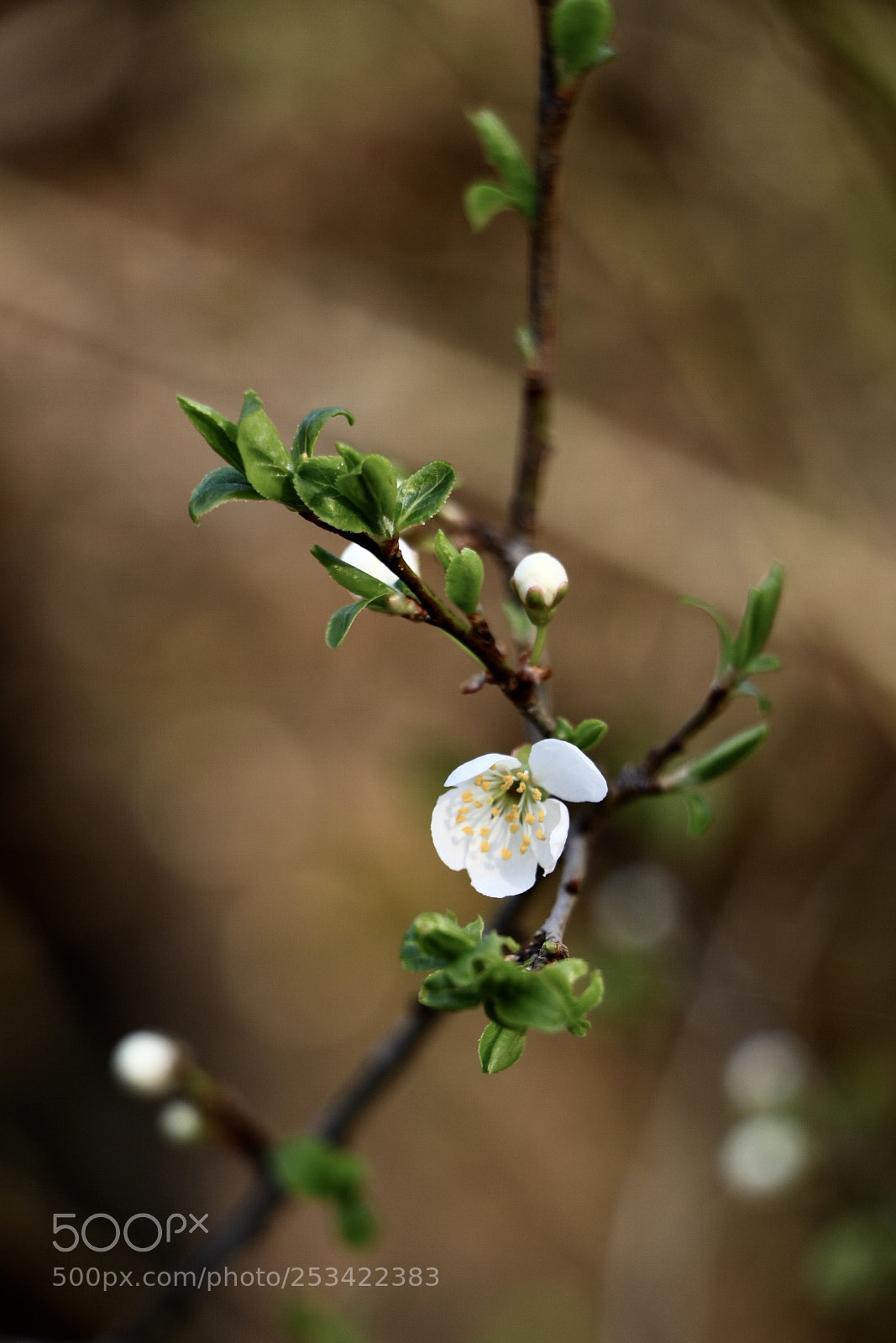 Canon EOS 750D (EOS Rebel T6i / EOS Kiss X8i) sample photo. Untitled photography