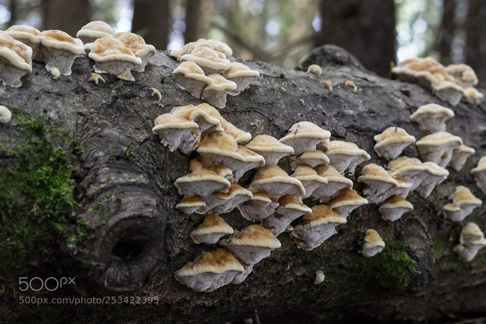 Canon EOS 600D (Rebel EOS T3i / EOS Kiss X5) sample photo. Mushrooms photography
