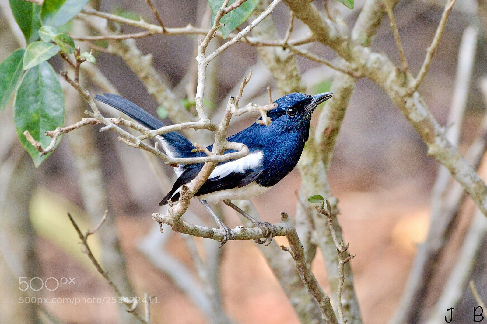 Nikon D500 sample photo. Natural wild beauty photography