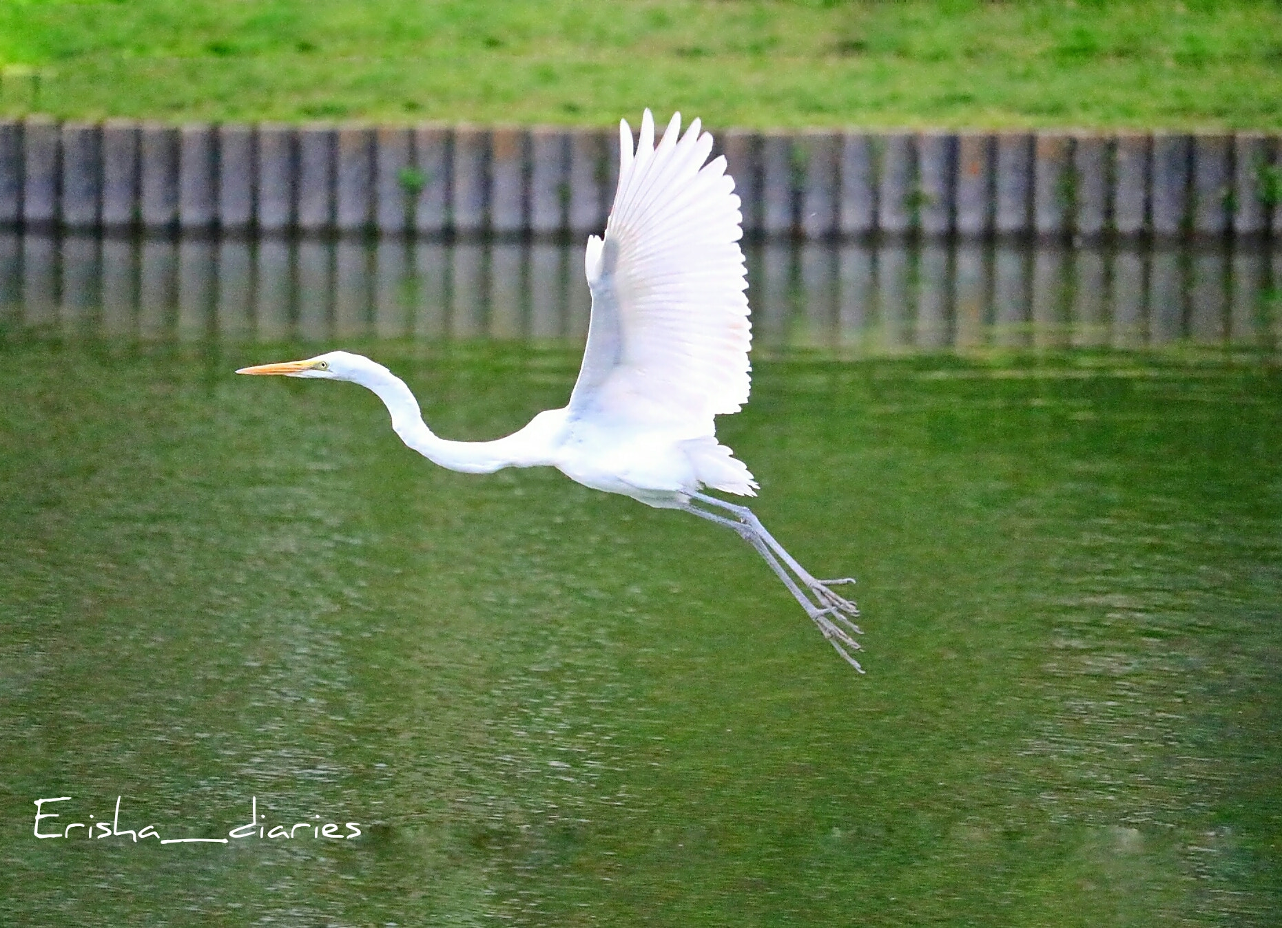 Canon EOS 760D (EOS Rebel T6s / EOS 8000D) sample photo. Fly high! photography