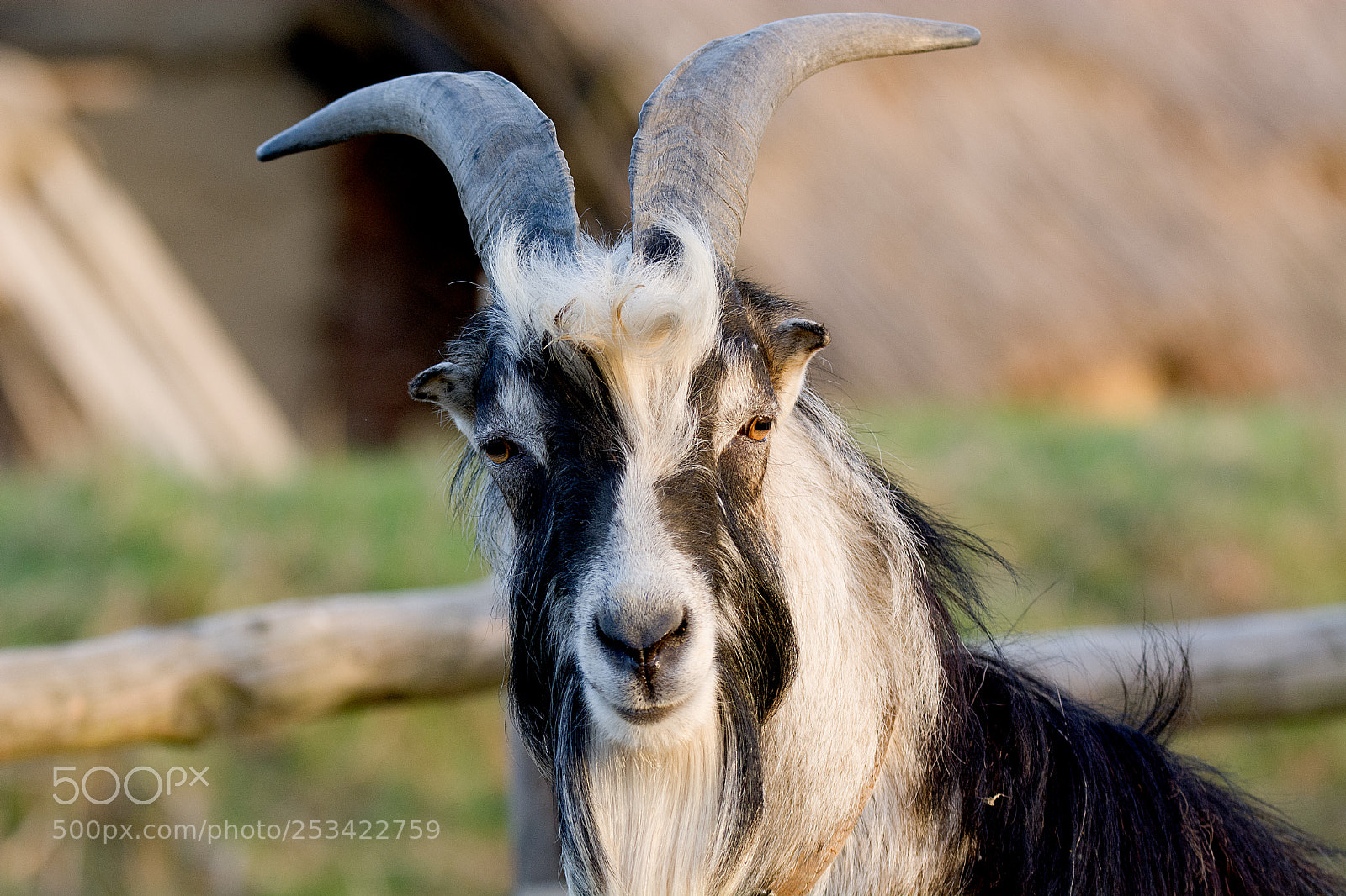 Nikon D7100 sample photo. Goat photography