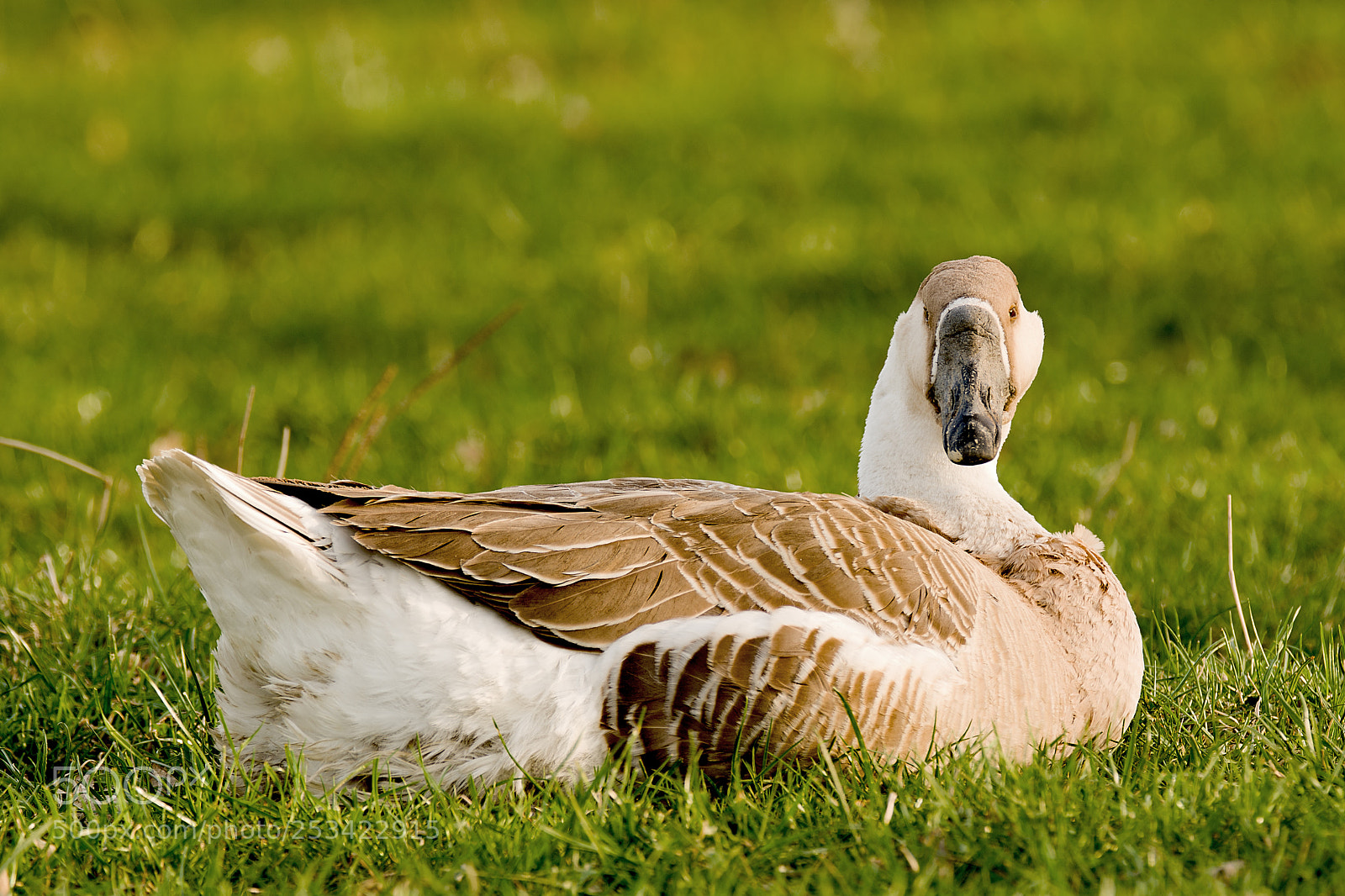 Nikon D7100 sample photo. Swan goose (anser cygnoides) photography