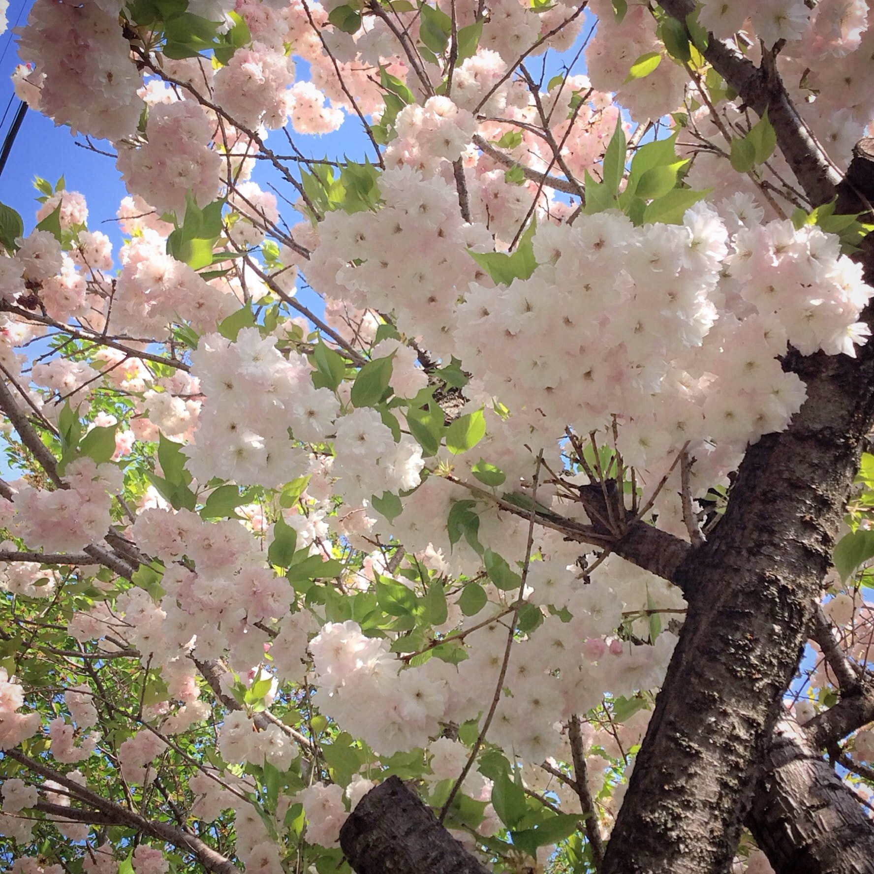 Apple iPad mini 3 sample photo. Gradation between white and pink  photography