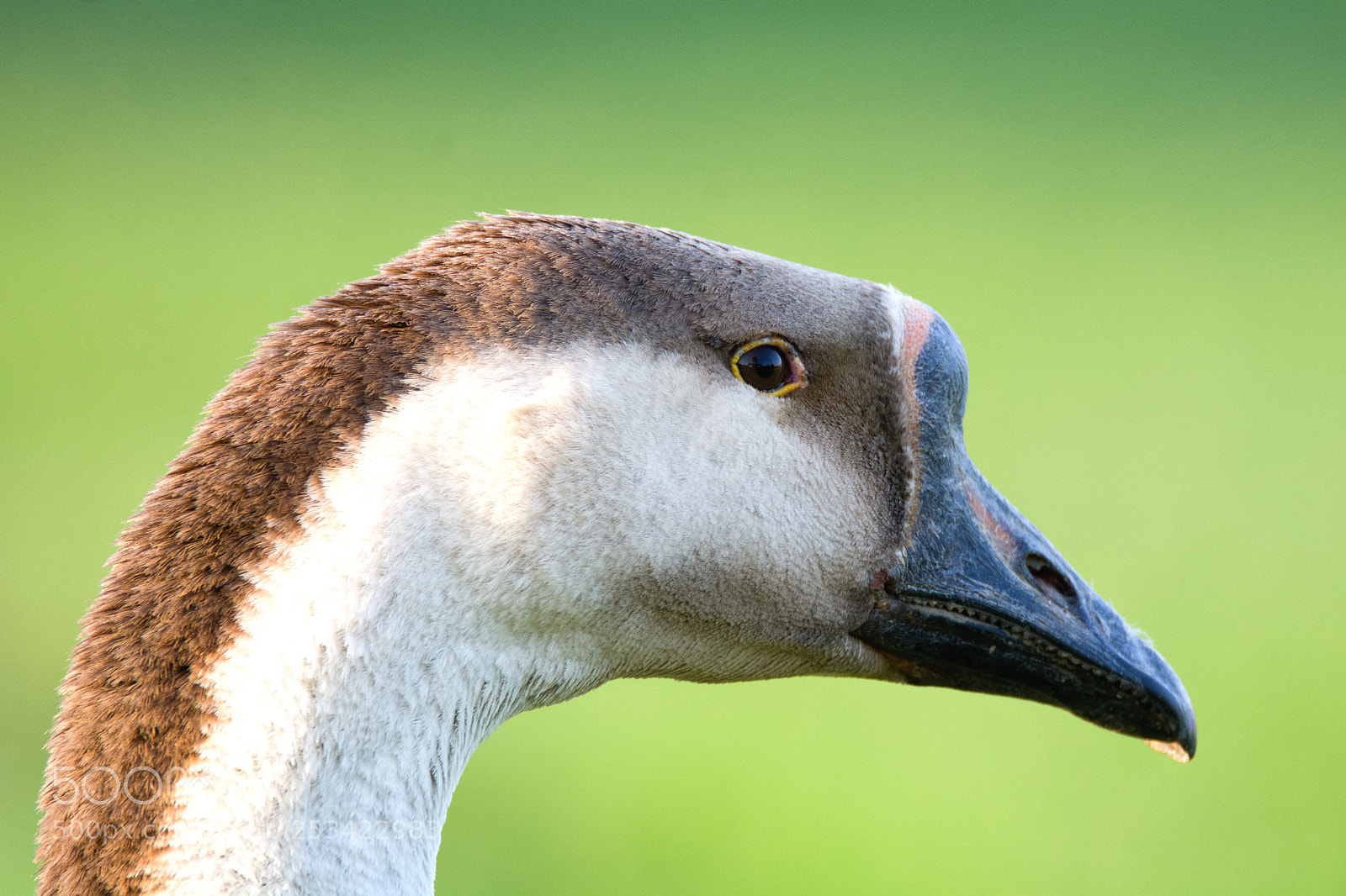 Nikon D7100 sample photo. Swan goose (anser cygnoides) photography
