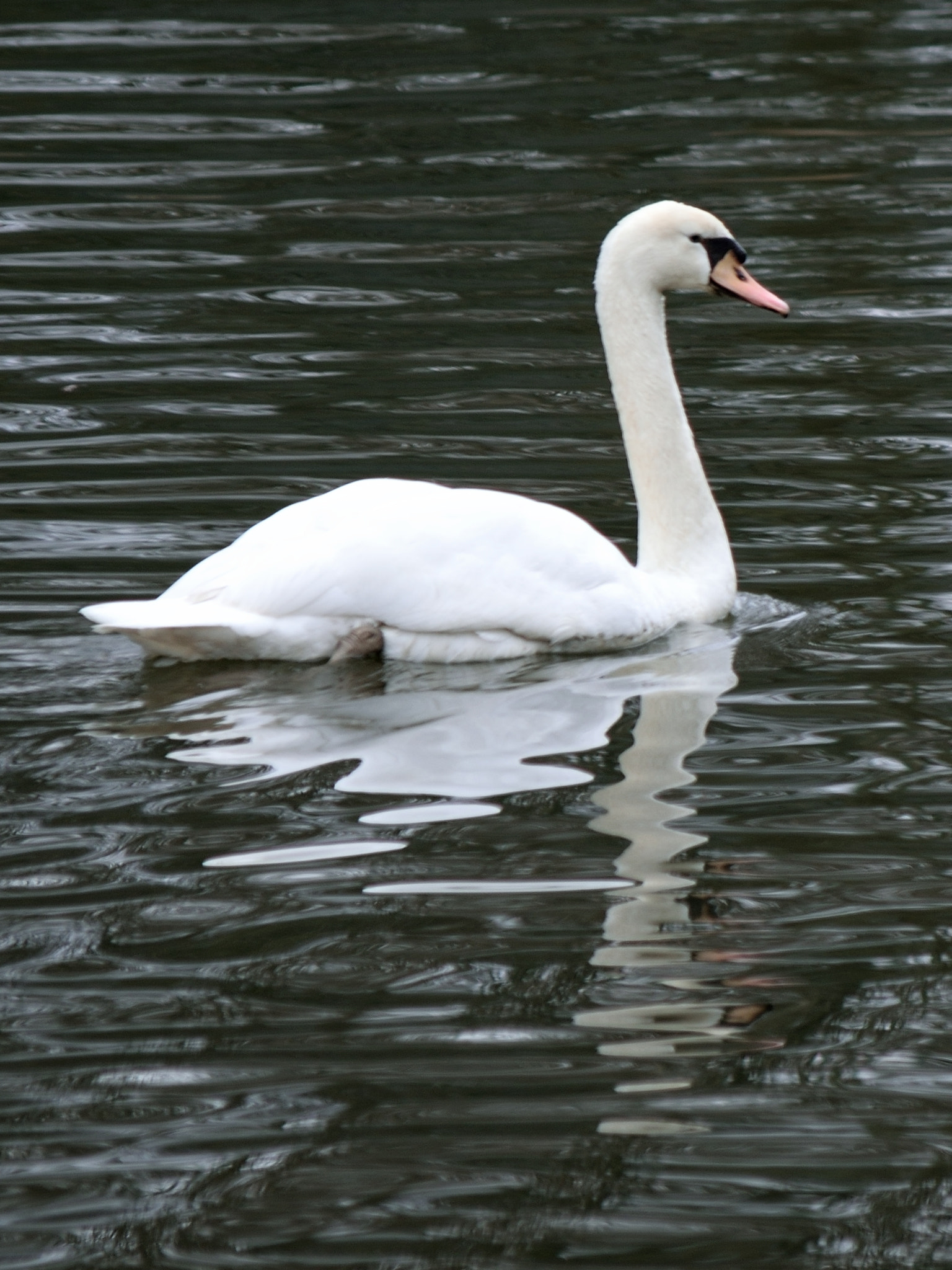 Nikon D5300 sample photo. Swan photography