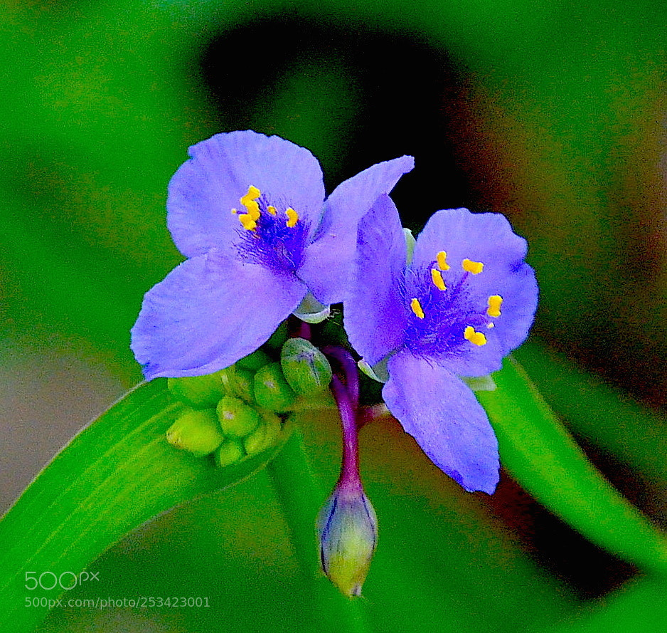 Nikon D5100 sample photo. Wild violet photography