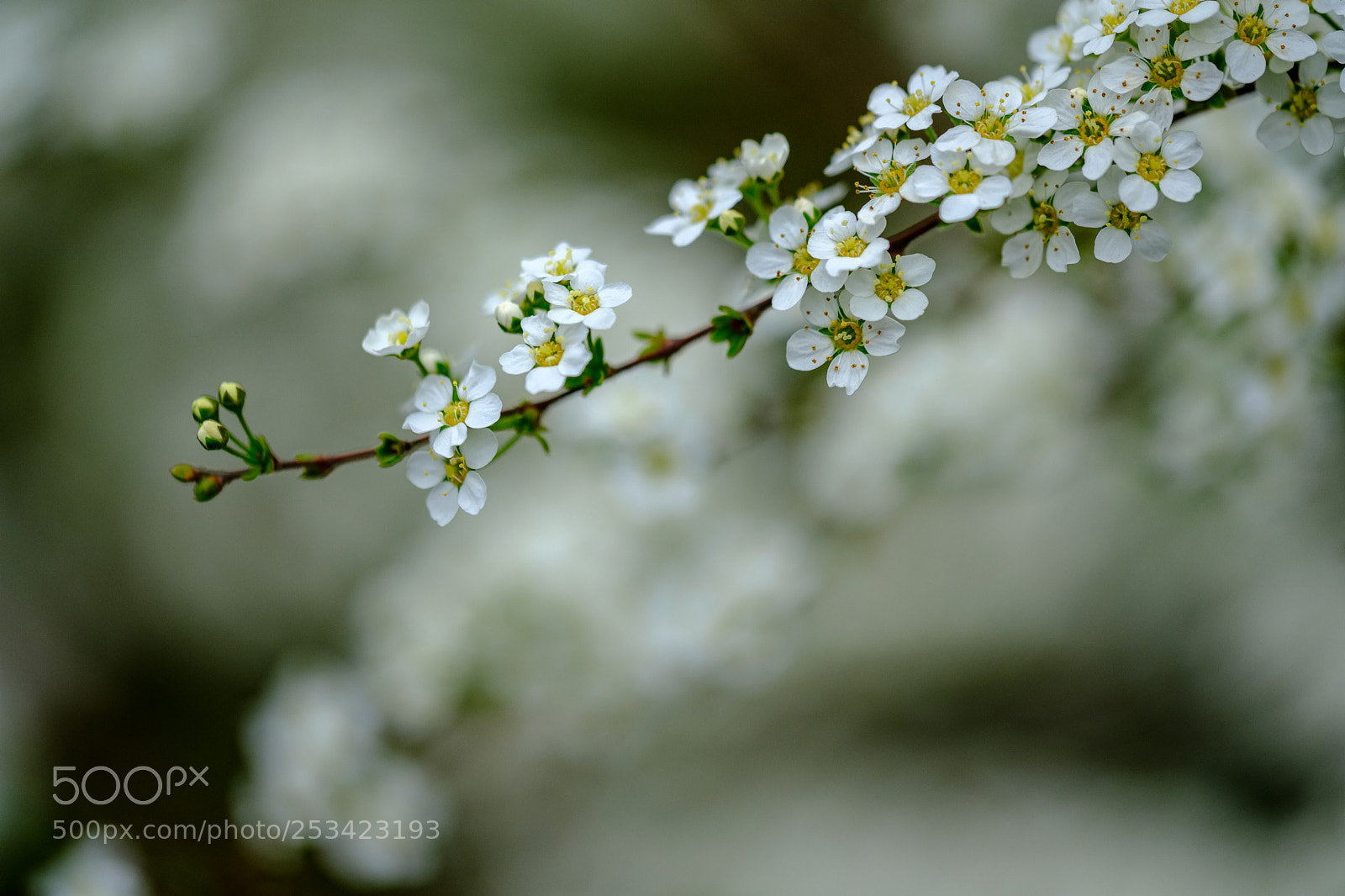 Fujifilm X-Pro2 sample photo. Spirea photography