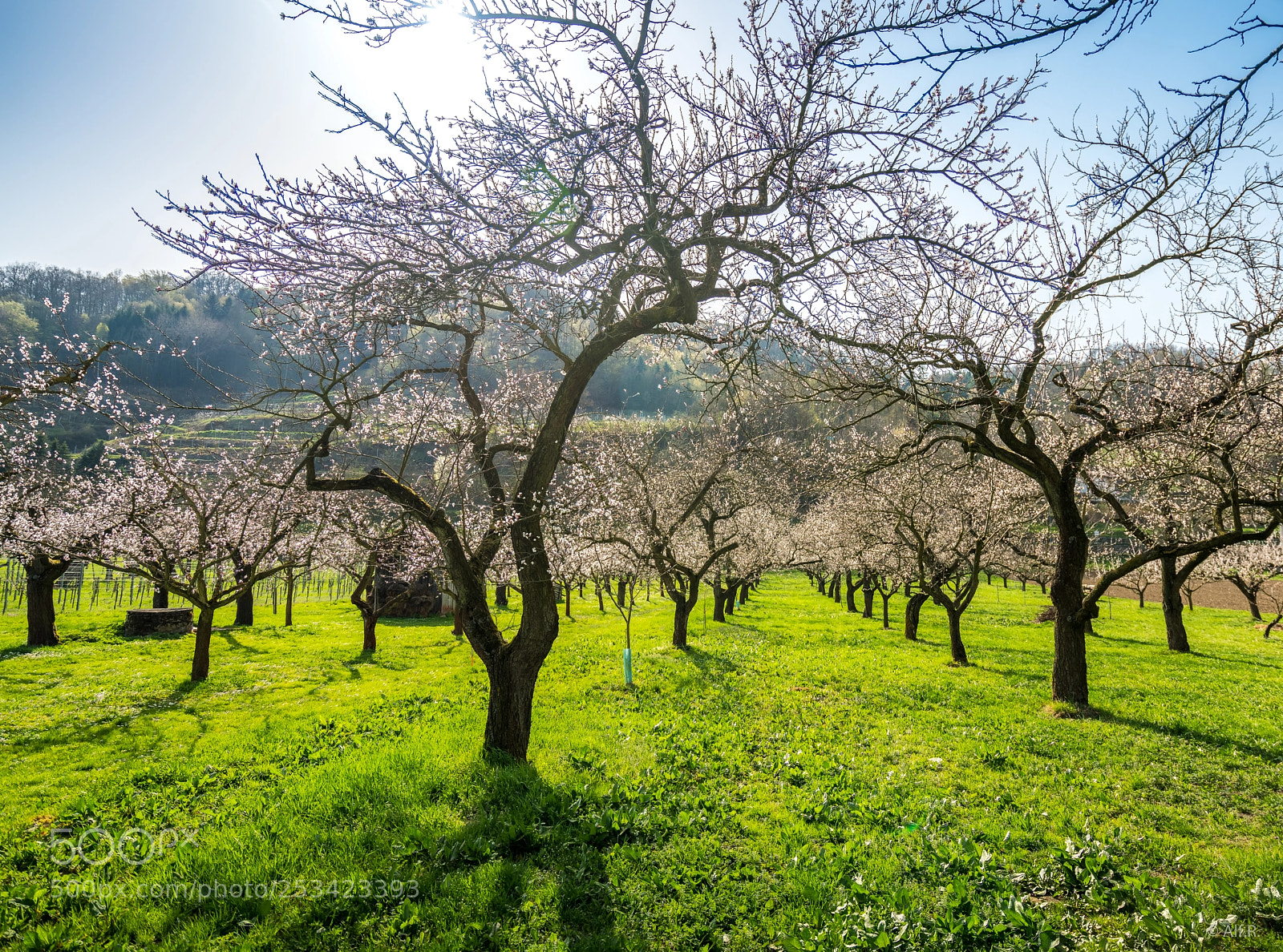 Sony a7R II sample photo. This is the wachau photography