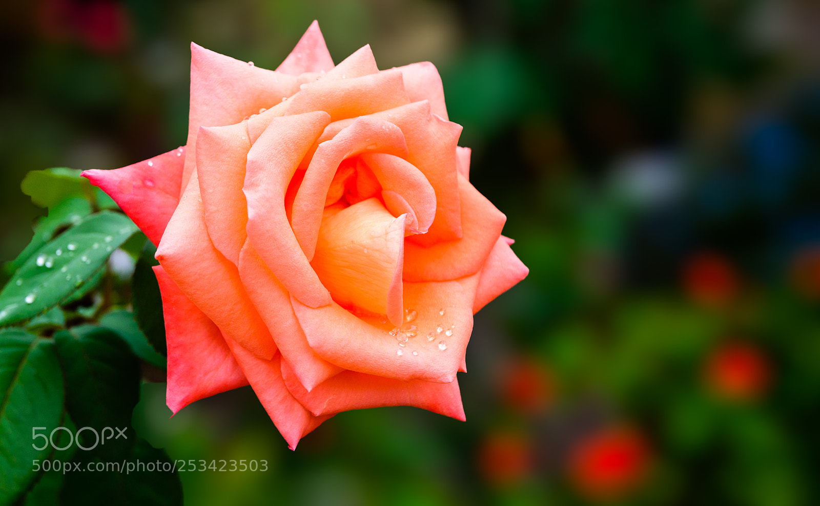 Nikon D610 sample photo. Rose photography