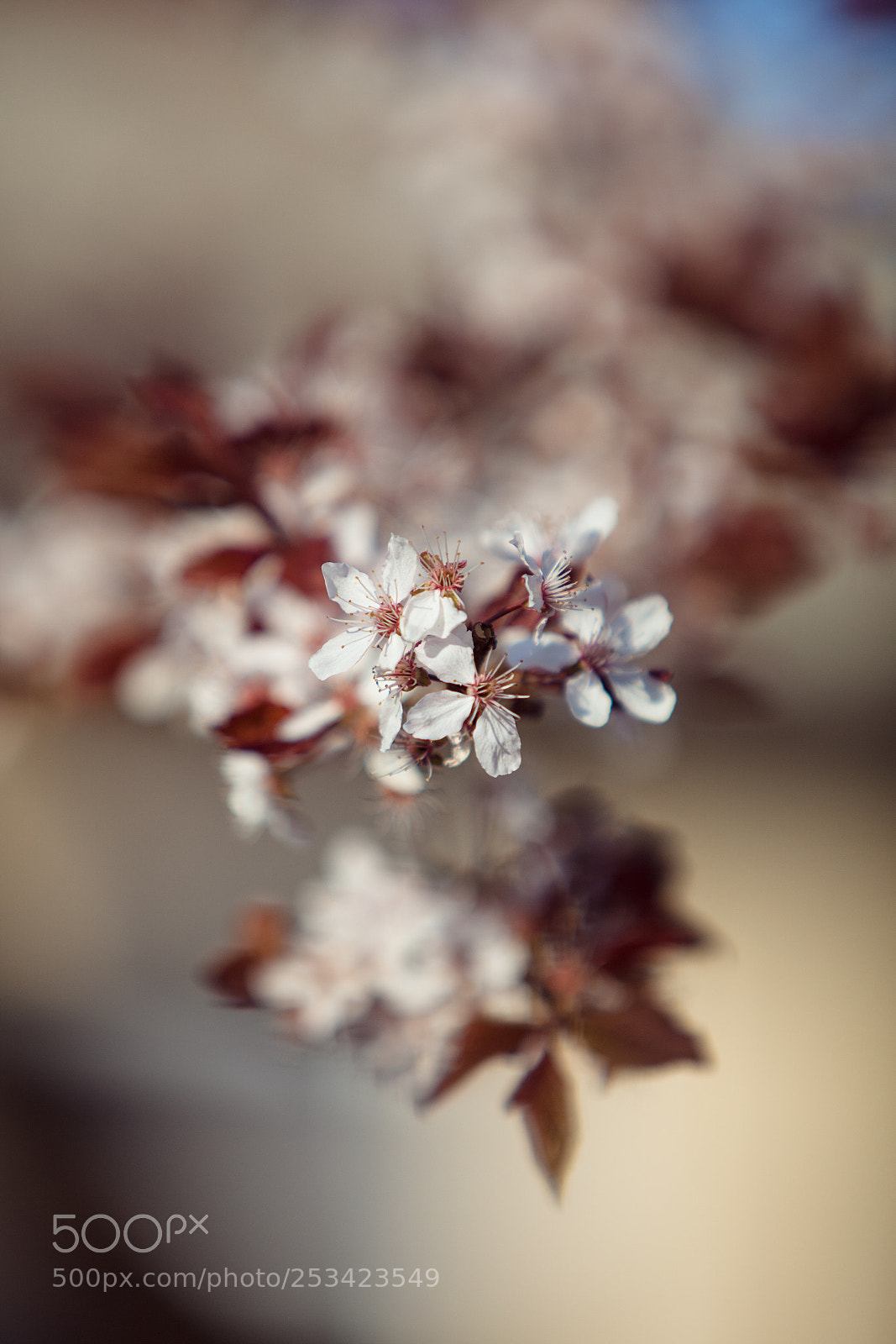 Canon EOS 5D Mark II sample photo. Apryl photography