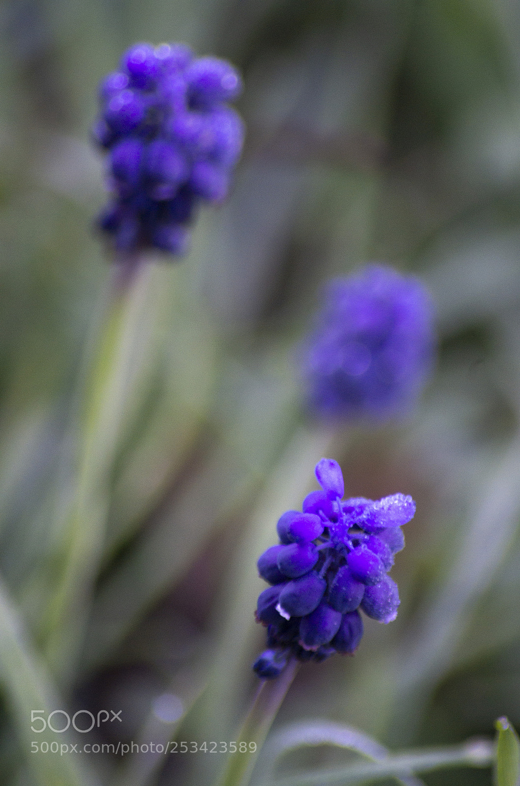 Pentax K-30 sample photo. Fiori di campo photography