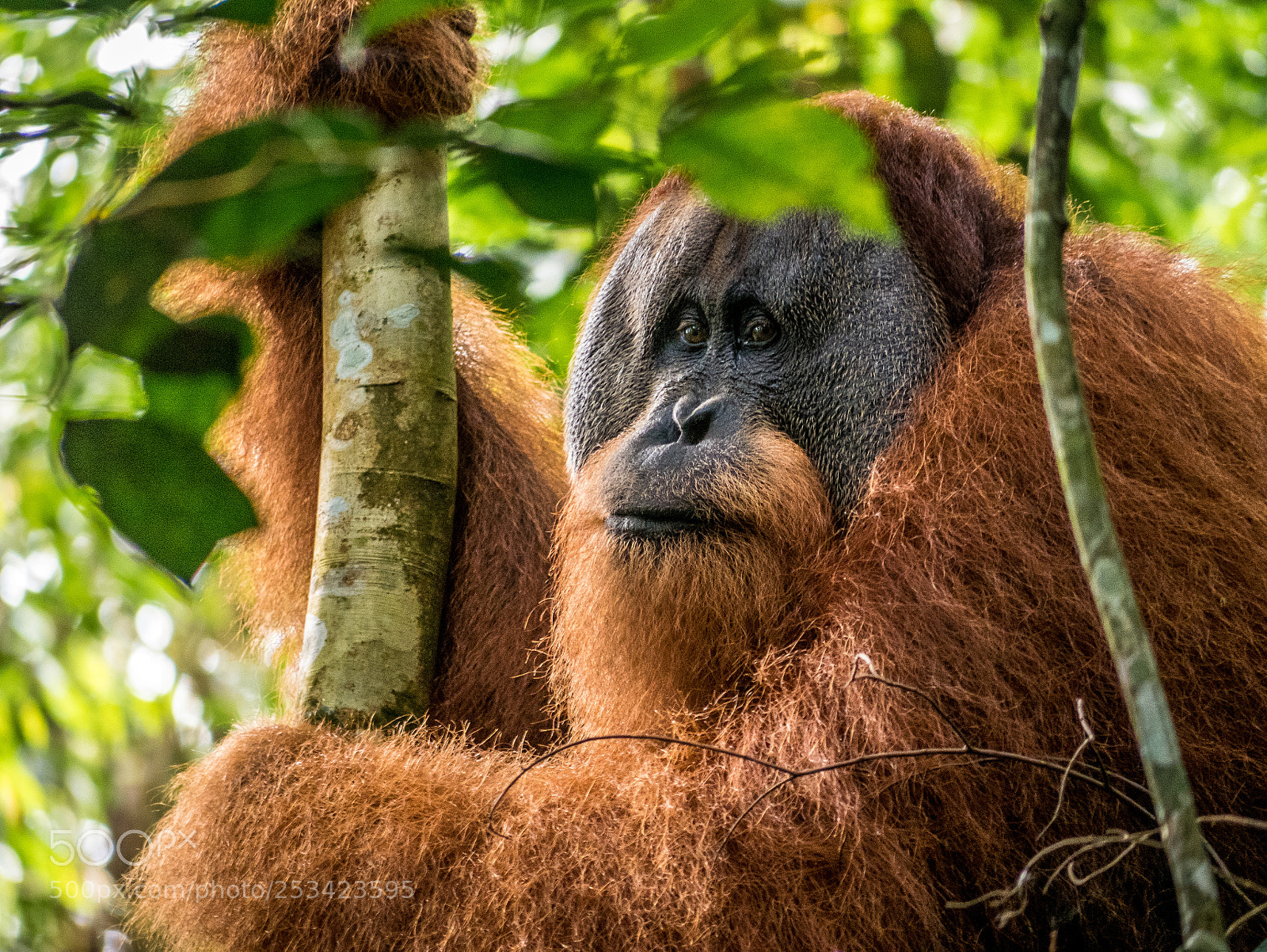 Panasonic Lumix DMC-GX85 (Lumix DMC-GX80 / Lumix DMC-GX7 Mark II) sample photo. King of the jungle photography