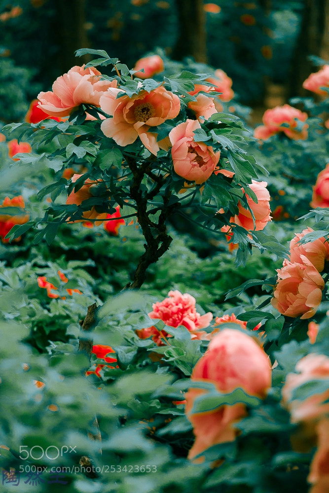 Canon EOS 70D sample photo. Flowers photography