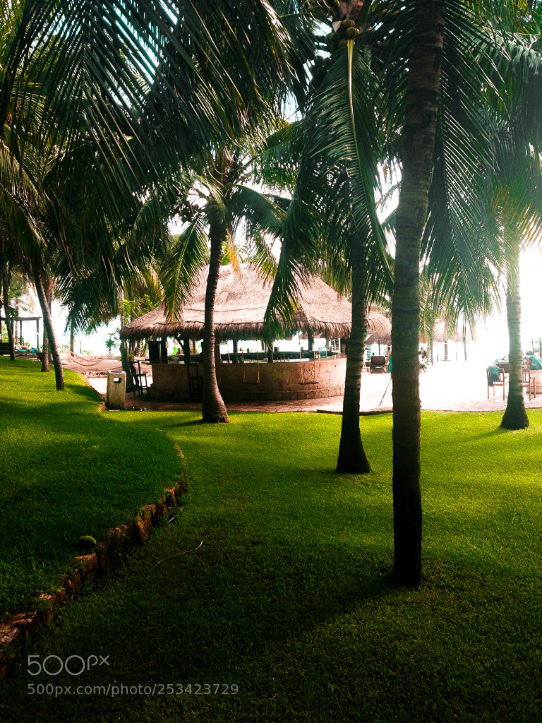 Apple iPhone 5 sample photo. Palm trees and little photography