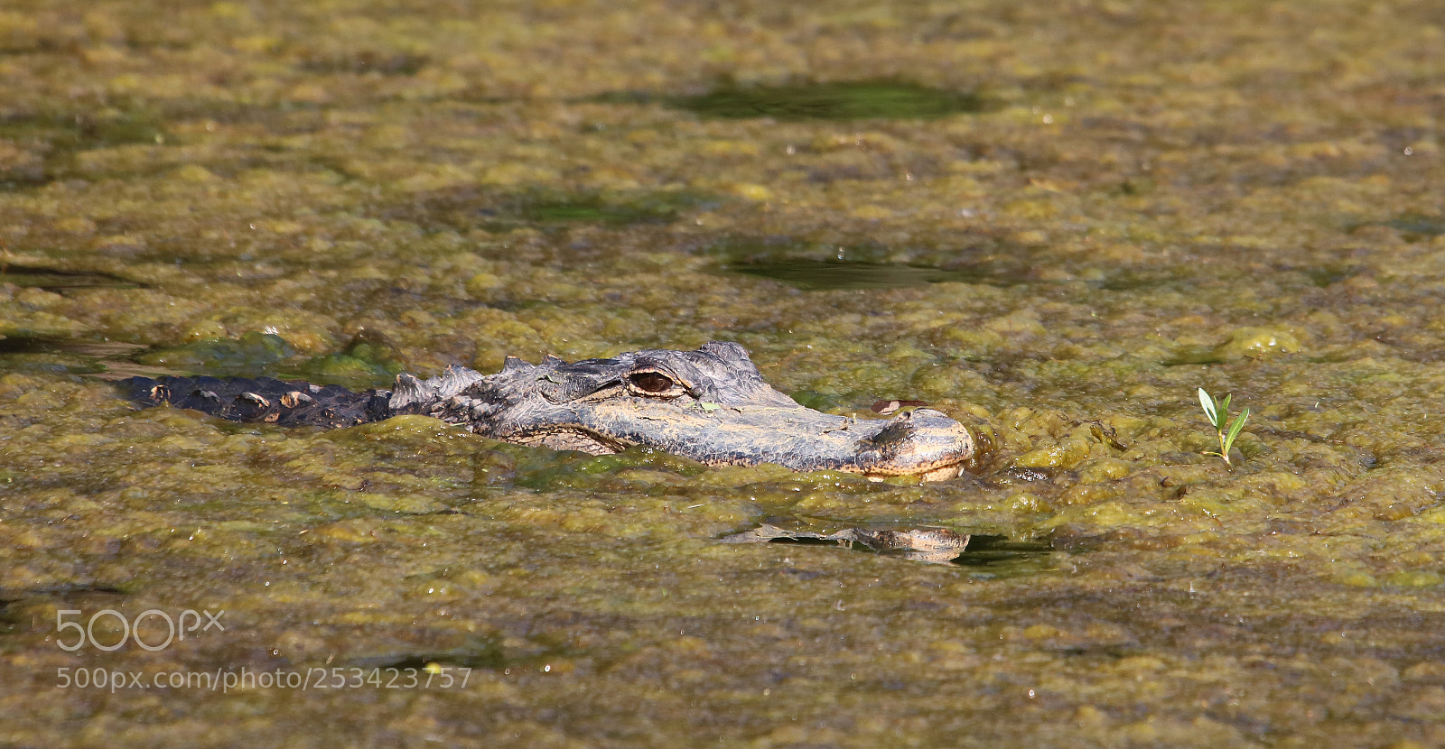 Canon EOS 750D (EOS Rebel T6i / EOS Kiss X8i) sample photo. Swamp thing! photography