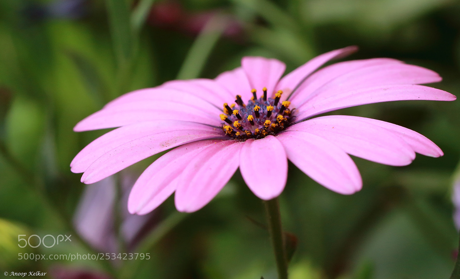 Canon EOS 700D (EOS Rebel T5i / EOS Kiss X7i) sample photo. Blue eyed daisy photography