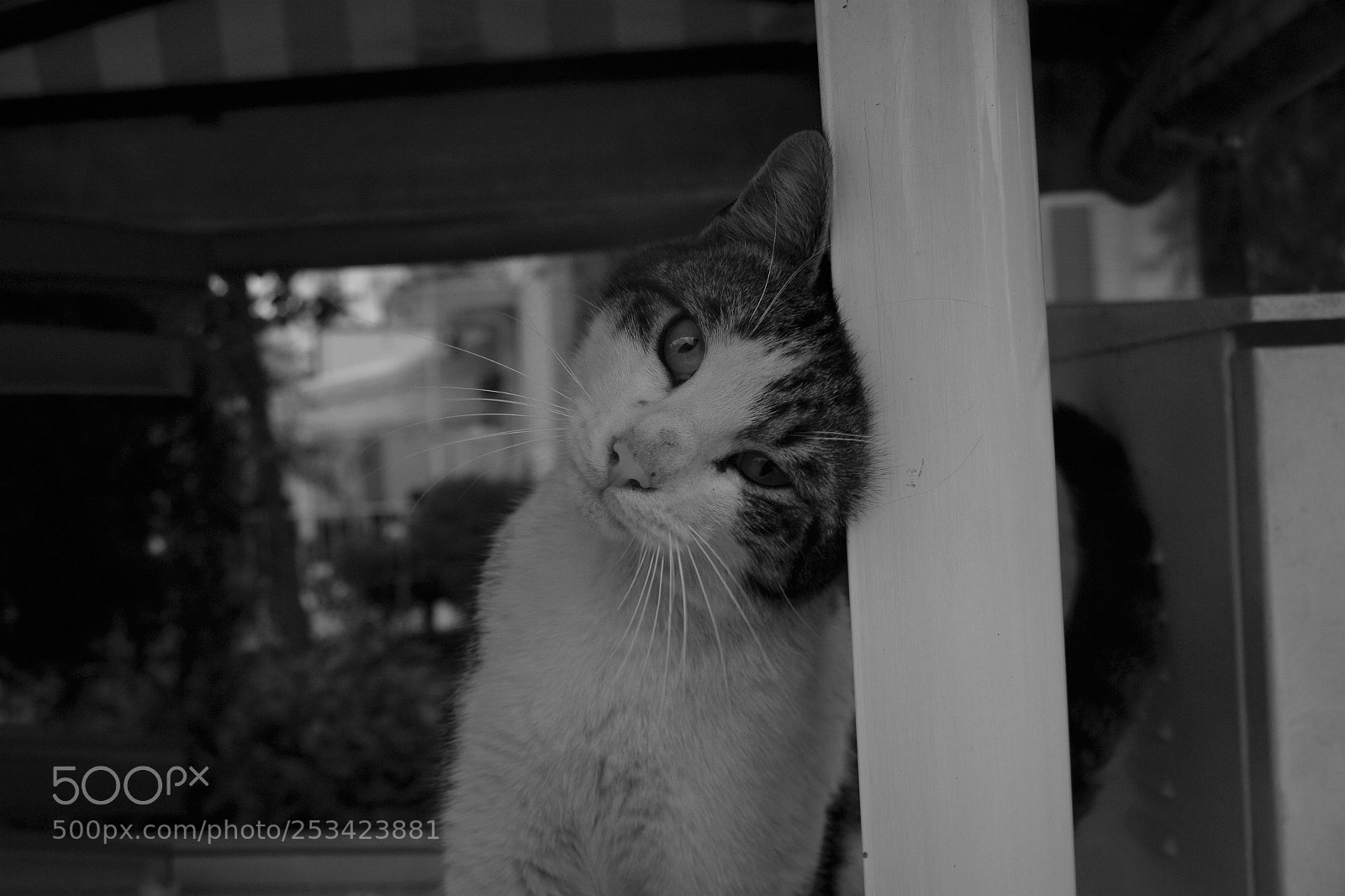 Canon EOS 70D sample photo. Cat in kadikoy photography