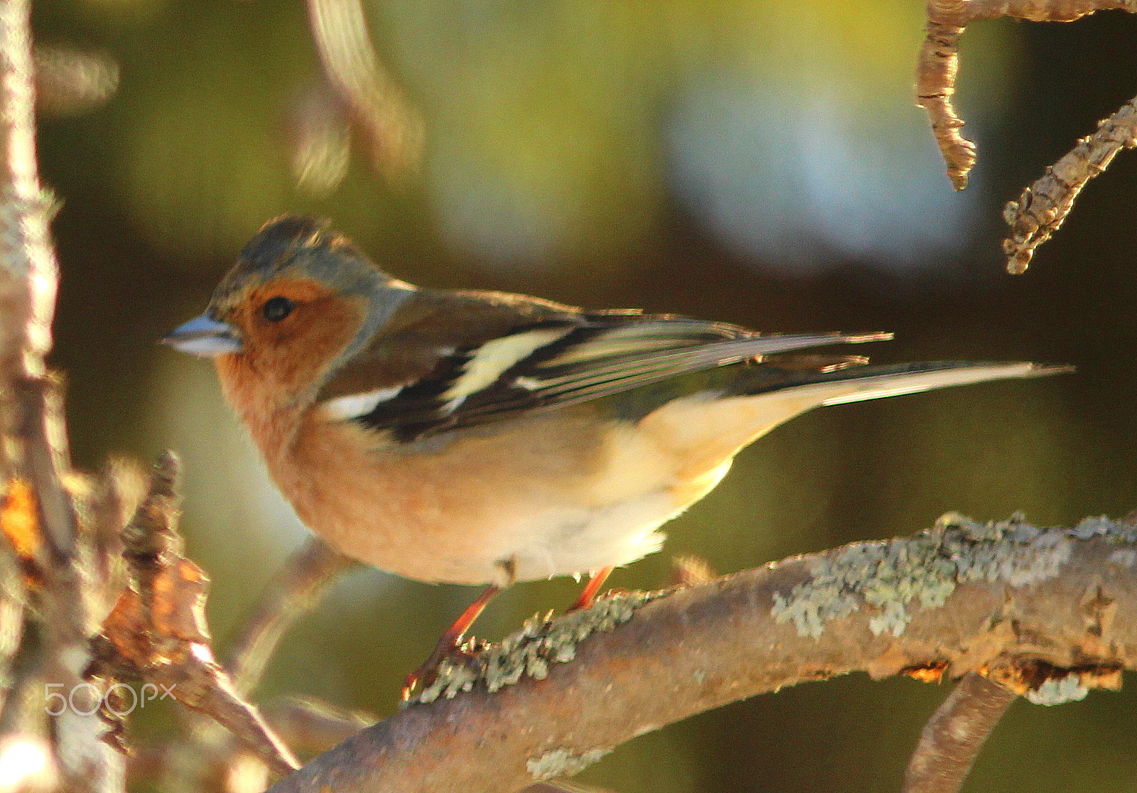 Canon EOS 700D (EOS Rebel T5i / EOS Kiss X7i) sample photo. "the morning bird" photography