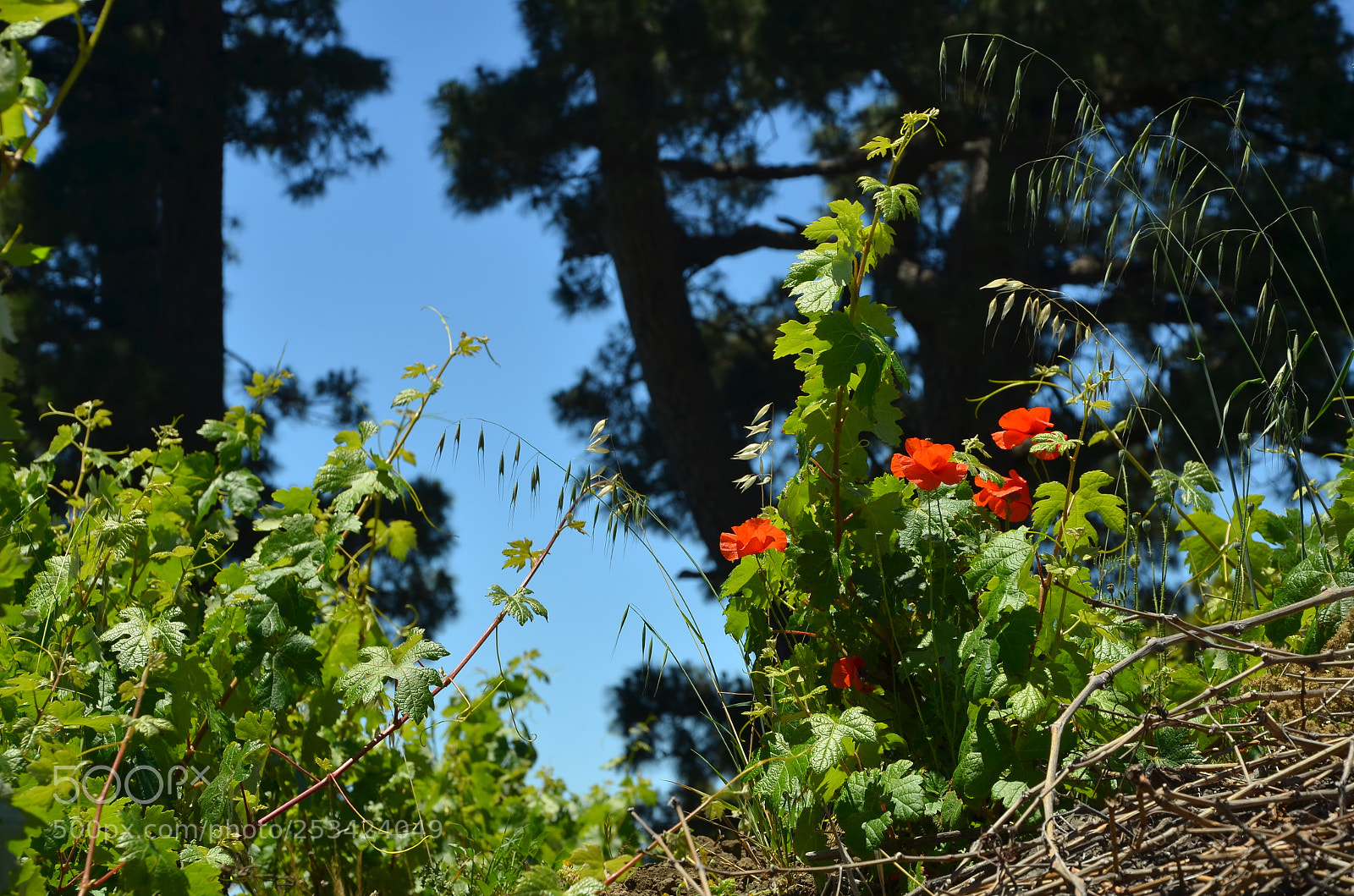 Nikon D5100 sample photo. Weinblüten photography