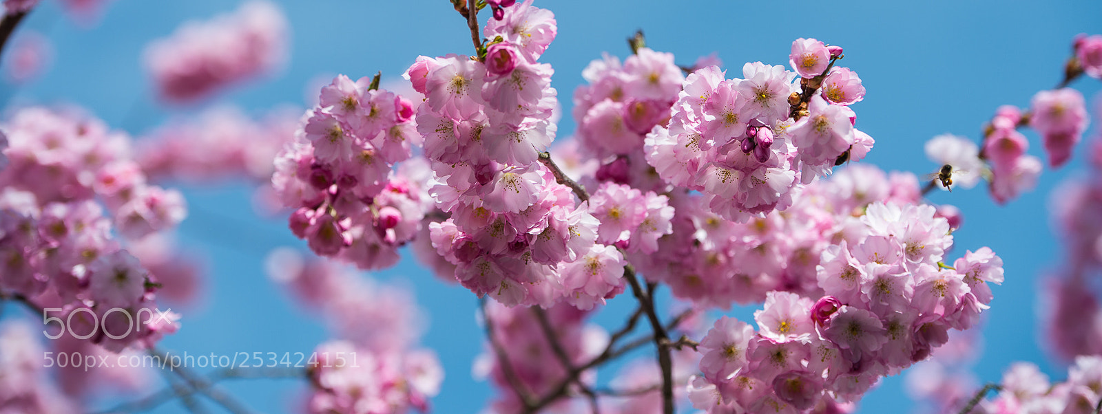 Nikon D4 sample photo. Blossom photography