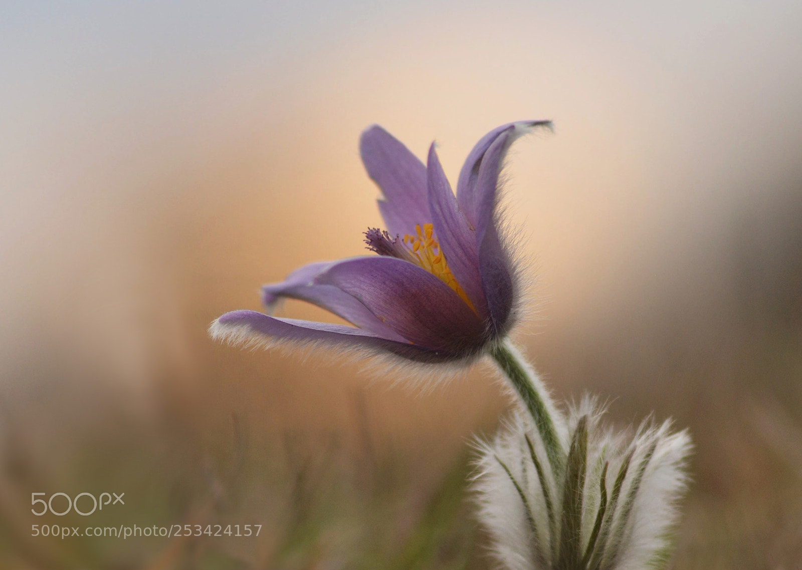 Nikon D7100 sample photo. Pasque flower photography