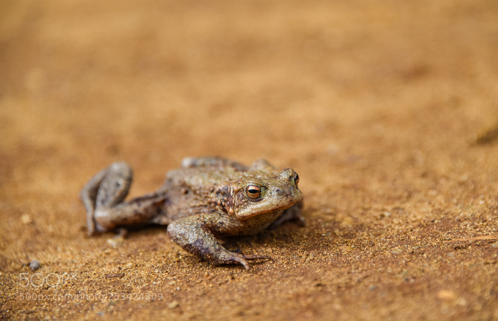 Nikon D810 sample photo. Eye of toad photography