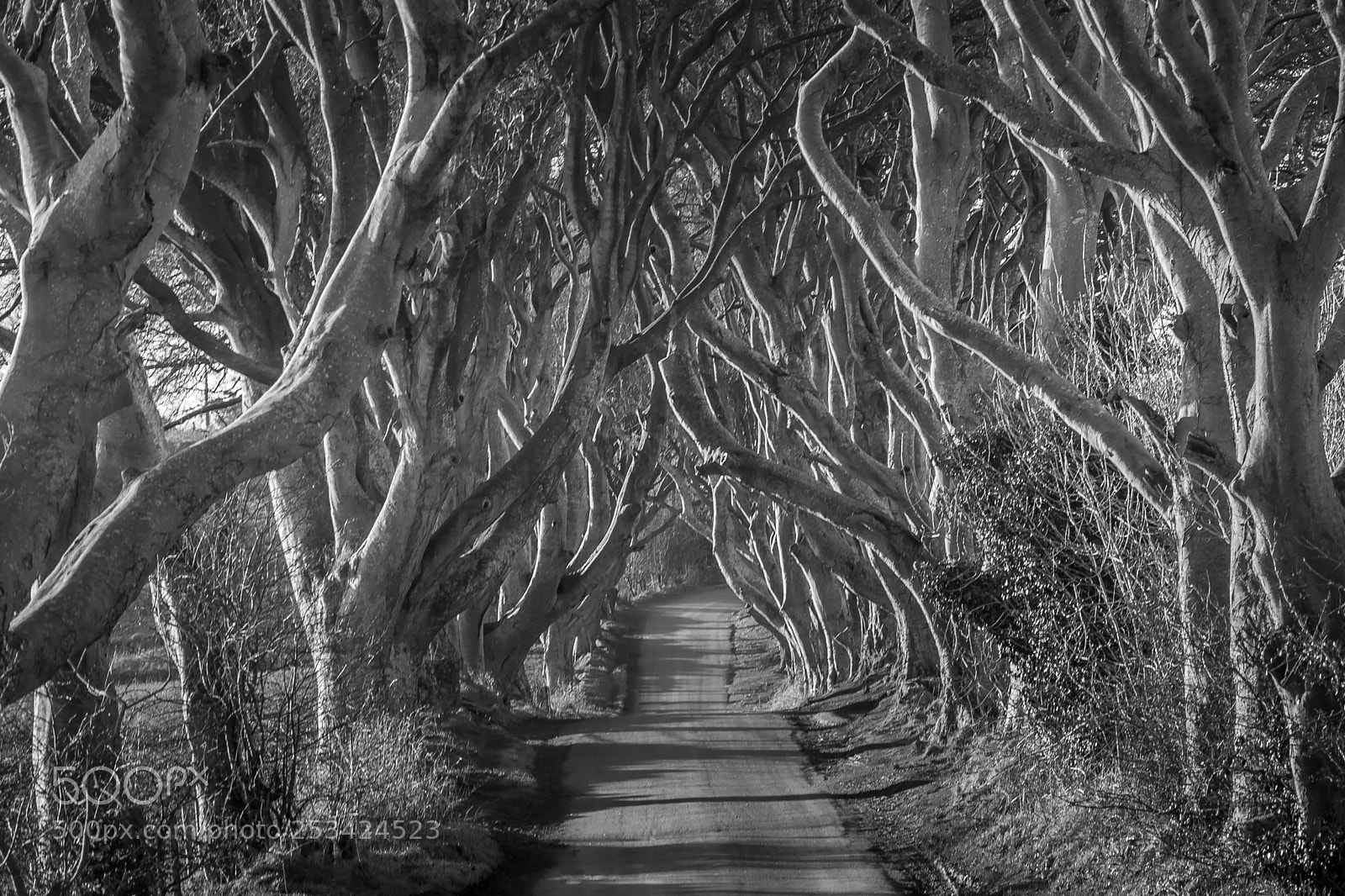 Canon EOS 5D Mark II sample photo. Dark hedges photography