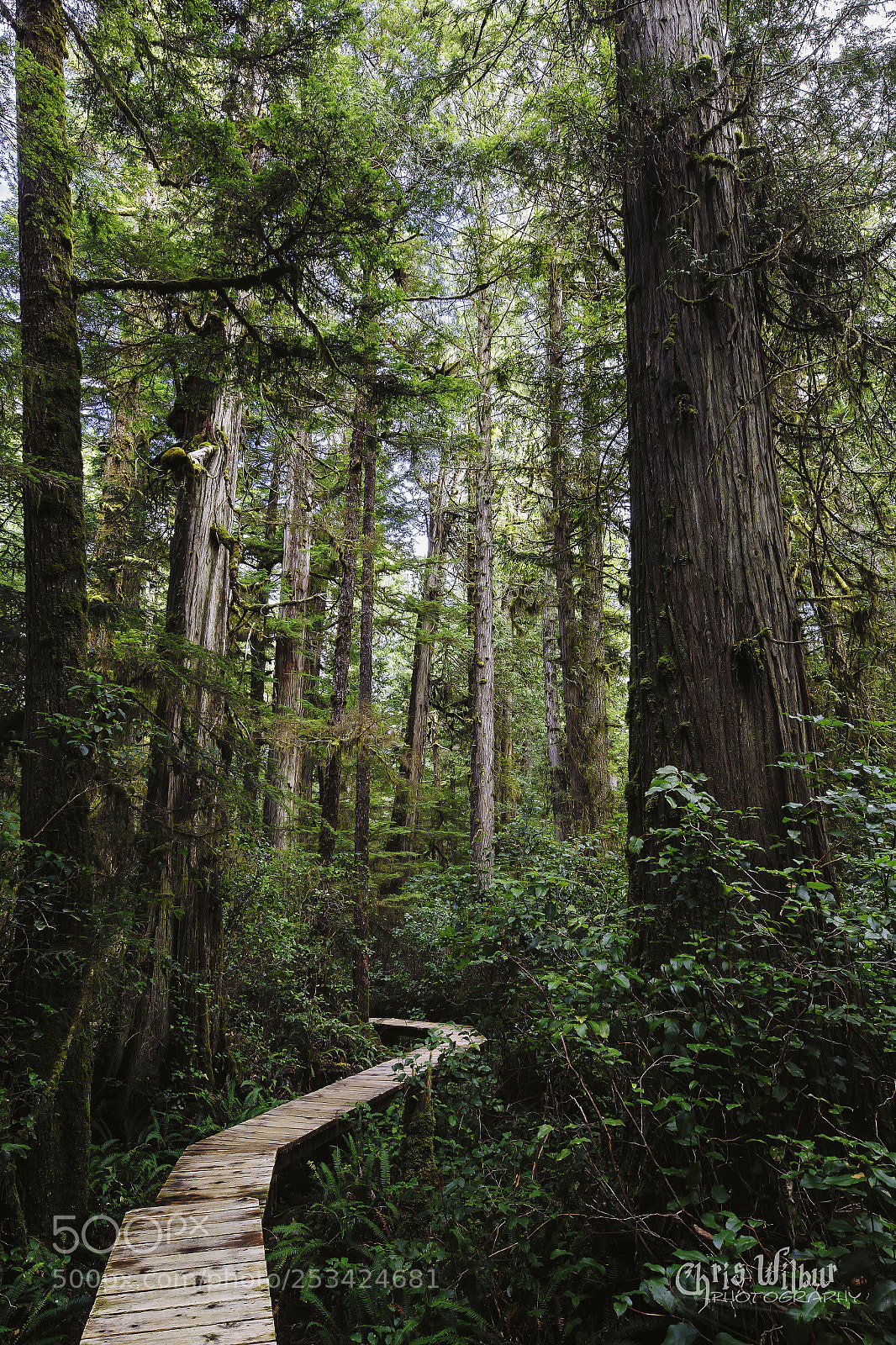 Canon EOS 6D sample photo. The rainforest trail photography