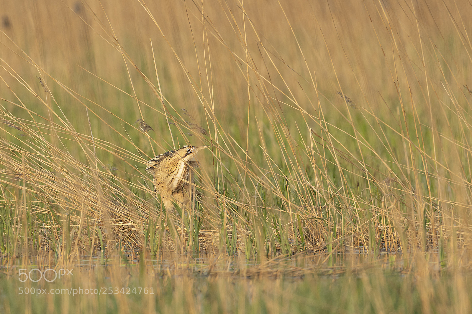 Nikon D500 sample photo. Bittern hiding photography