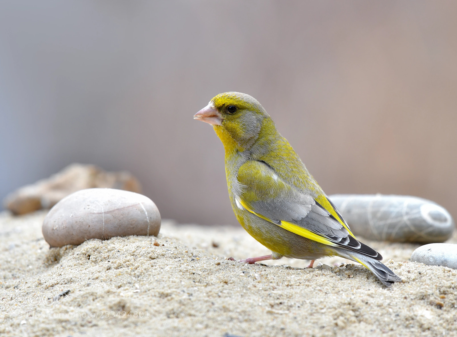 Nikon D850 sample photo. Greenfinch photography