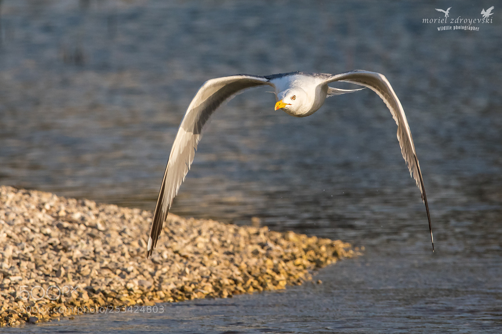 Nikon D5500 sample photo. Yellow-legged gull photography