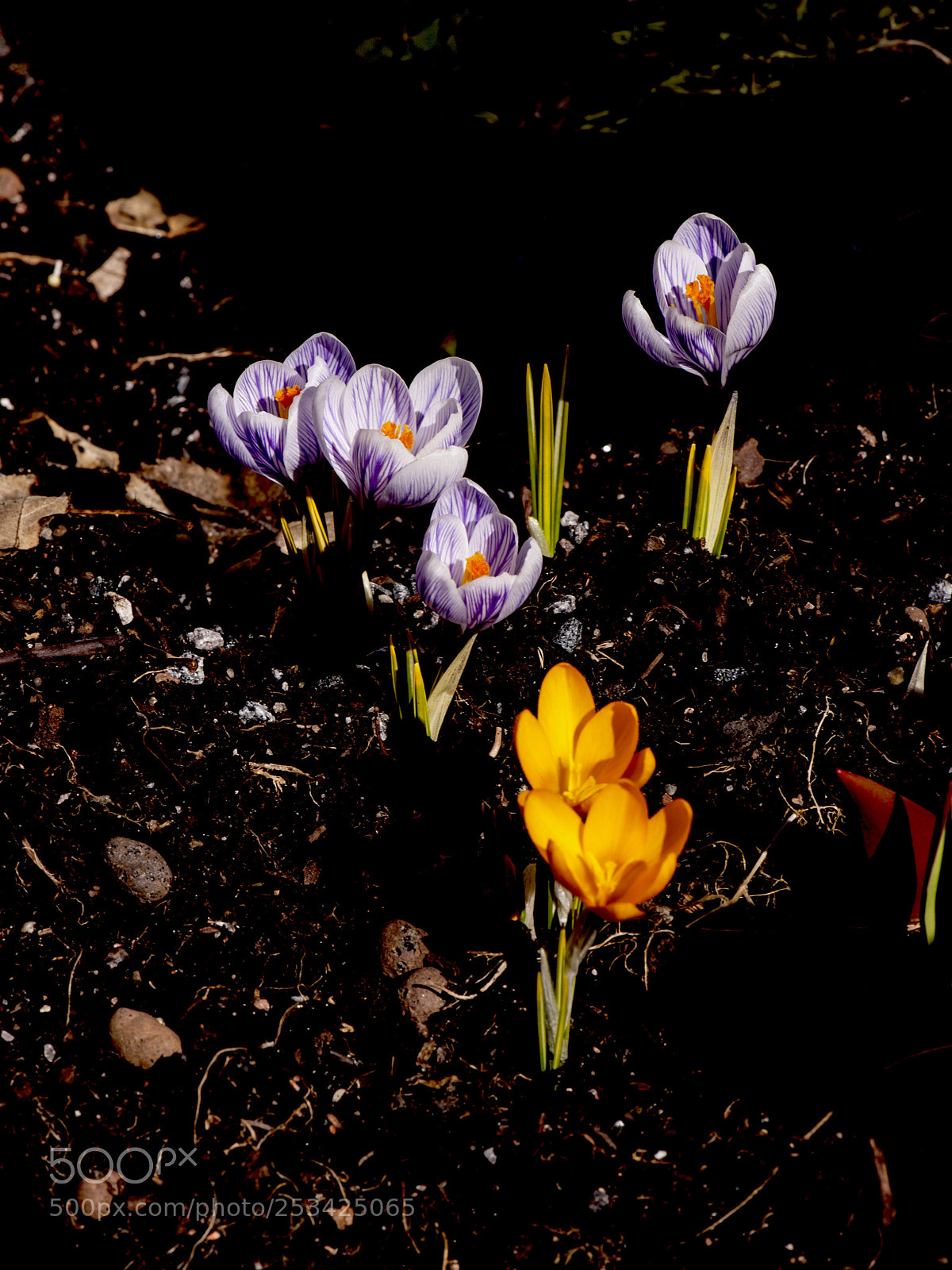 Nikon D700 sample photo. Krocus growing in the photography