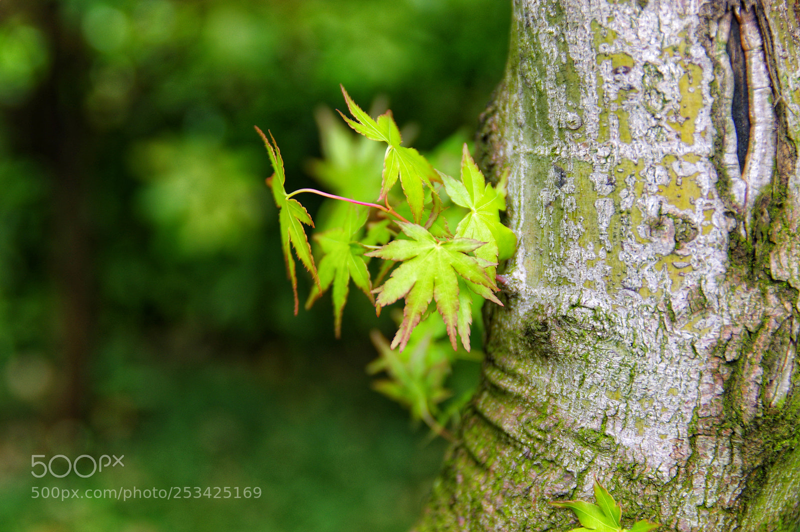 Pentax K-3 II sample photo. Untitled photography
