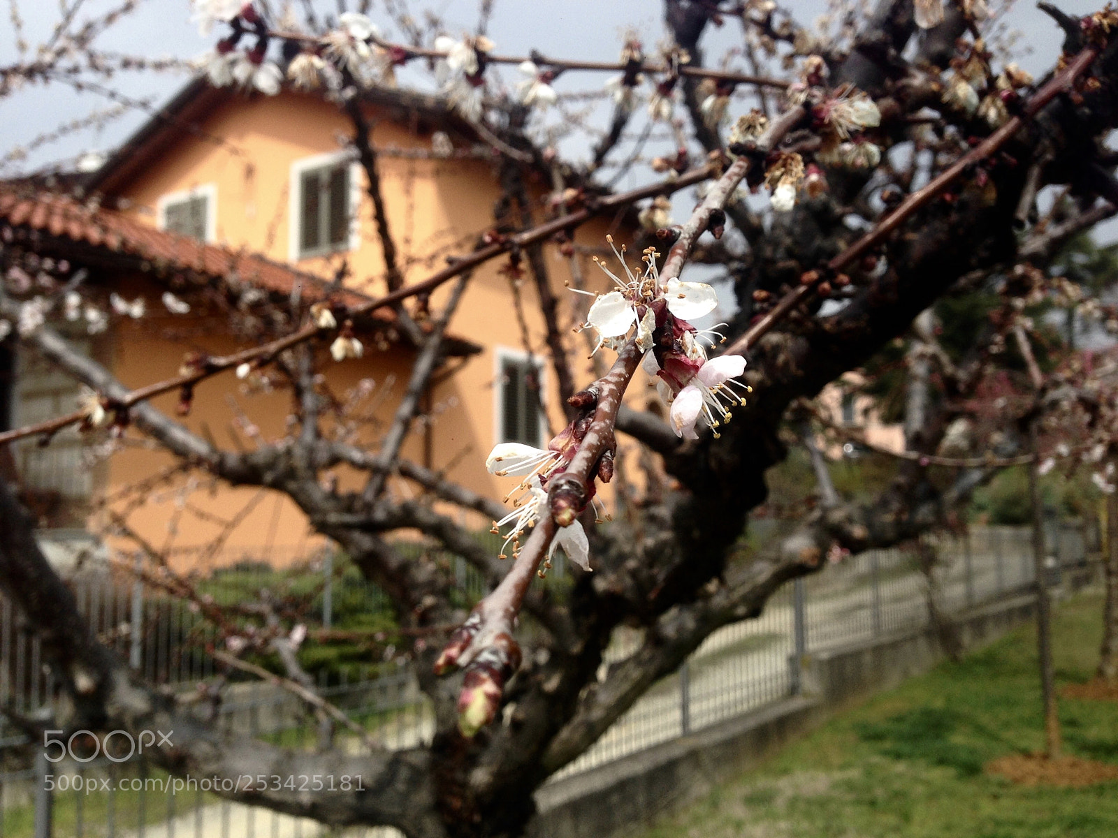 Apple iPhone 5 sample photo. Profumidiprimavera photography
