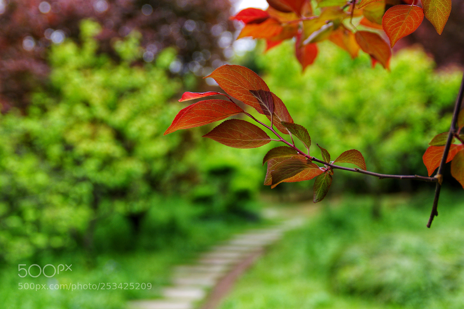 Pentax K-3 II sample photo. Untitled photography