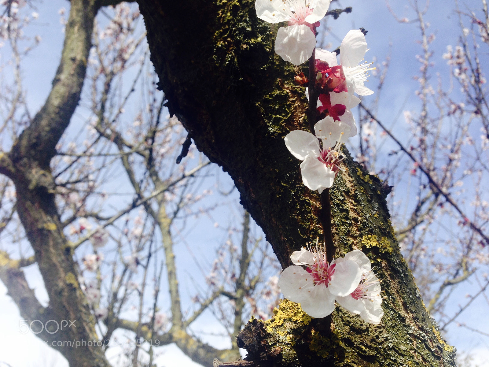 Apple iPhone 5 sample photo. Fioridipesco photography