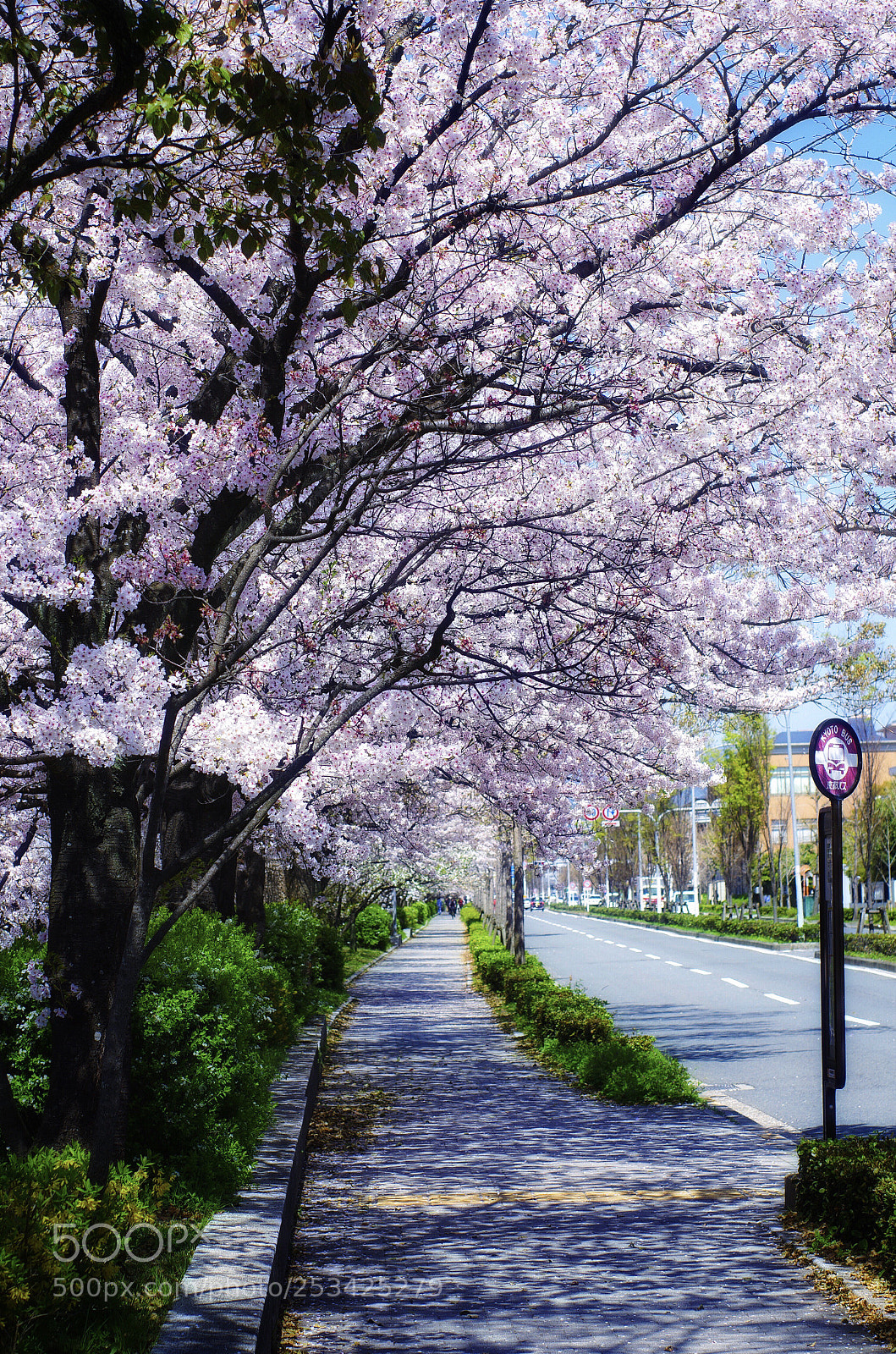 Pentax K-5 II sample photo. Sakura stop photography