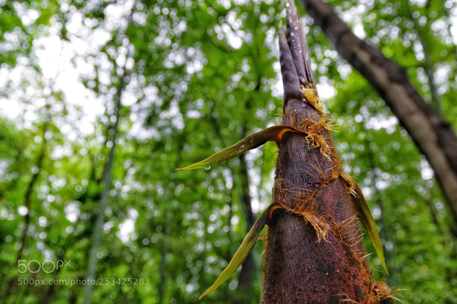 Pentax K-3 II sample photo. Untitled photography
