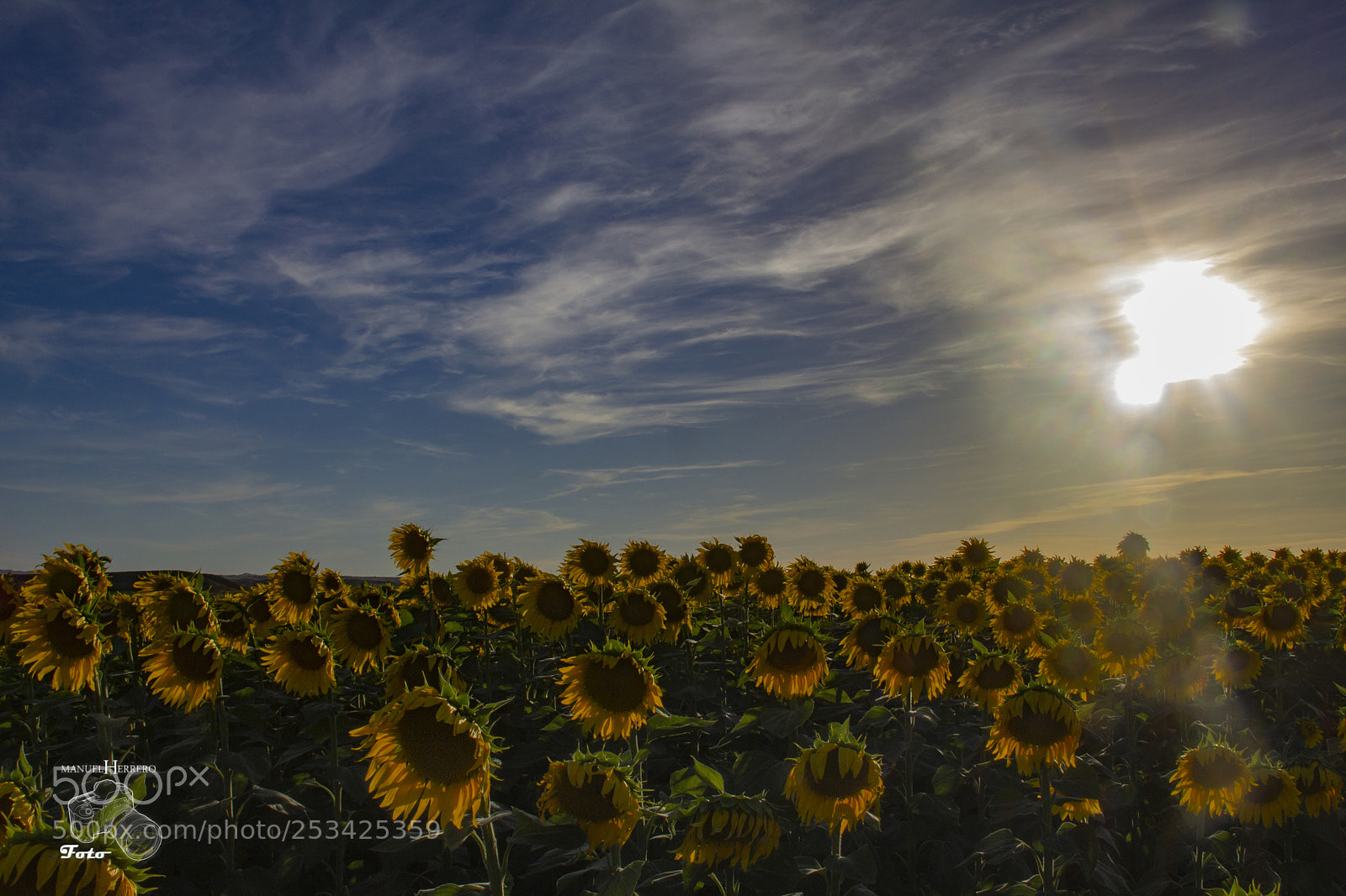 Canon EOS 550D (EOS Rebel T2i / EOS Kiss X4) sample photo. Sunflowers photography