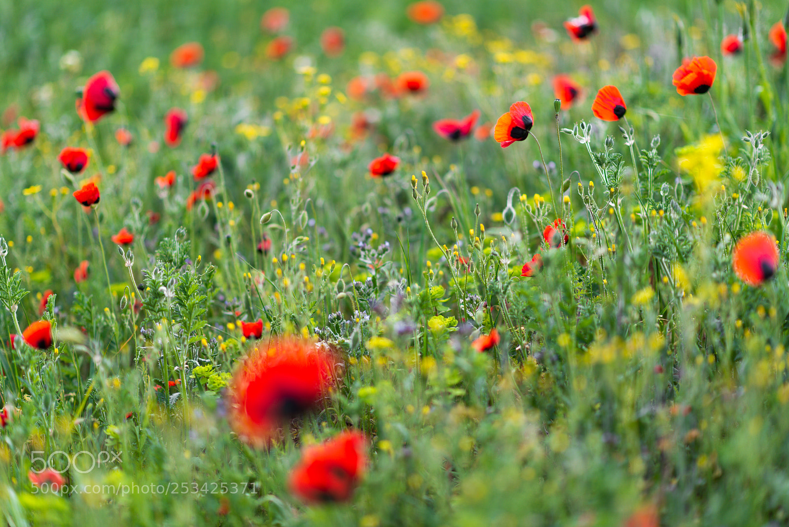 Nikon D610 sample photo. Field of poppies 2 photography