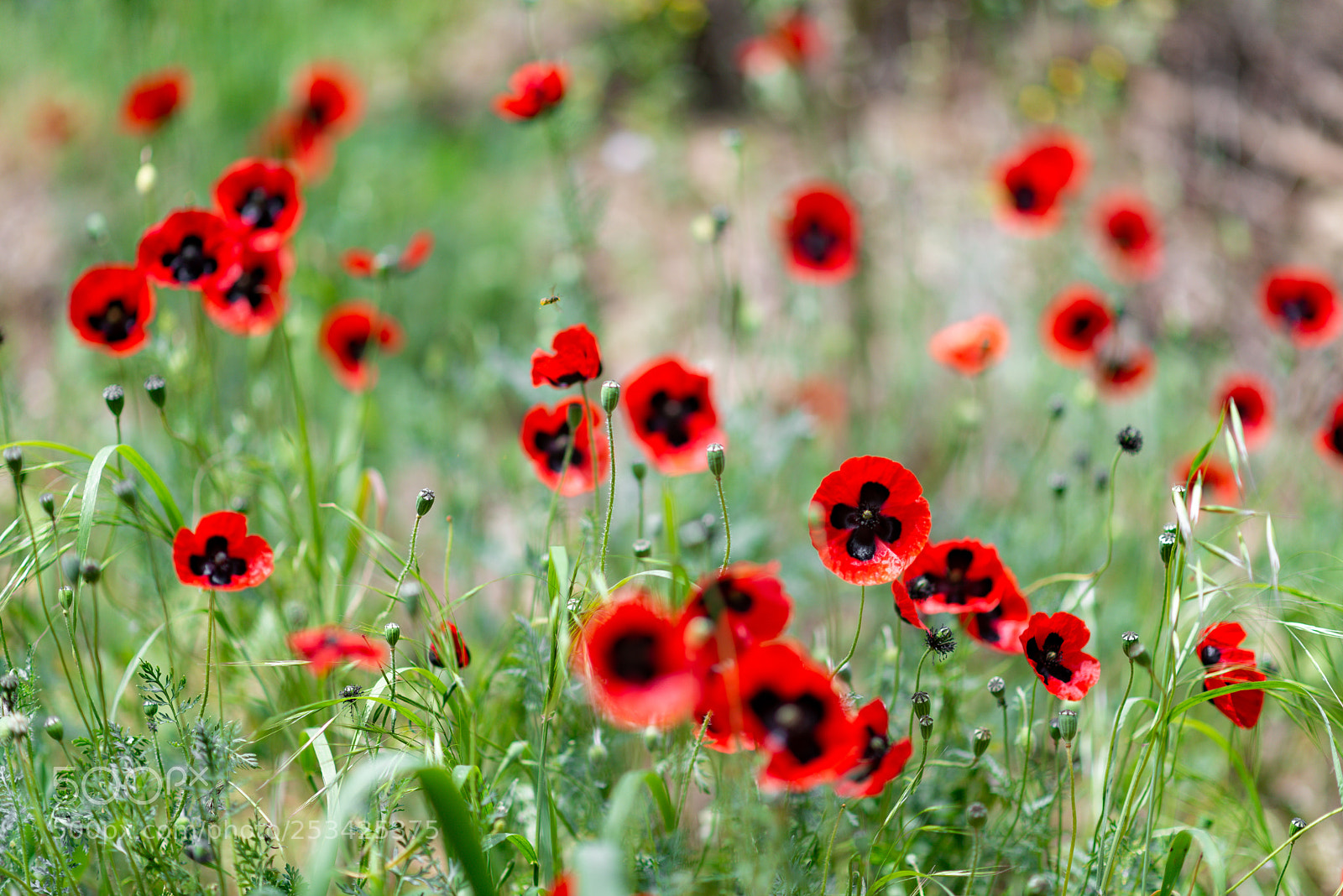 Nikon D610 sample photo. Field of poppies photography