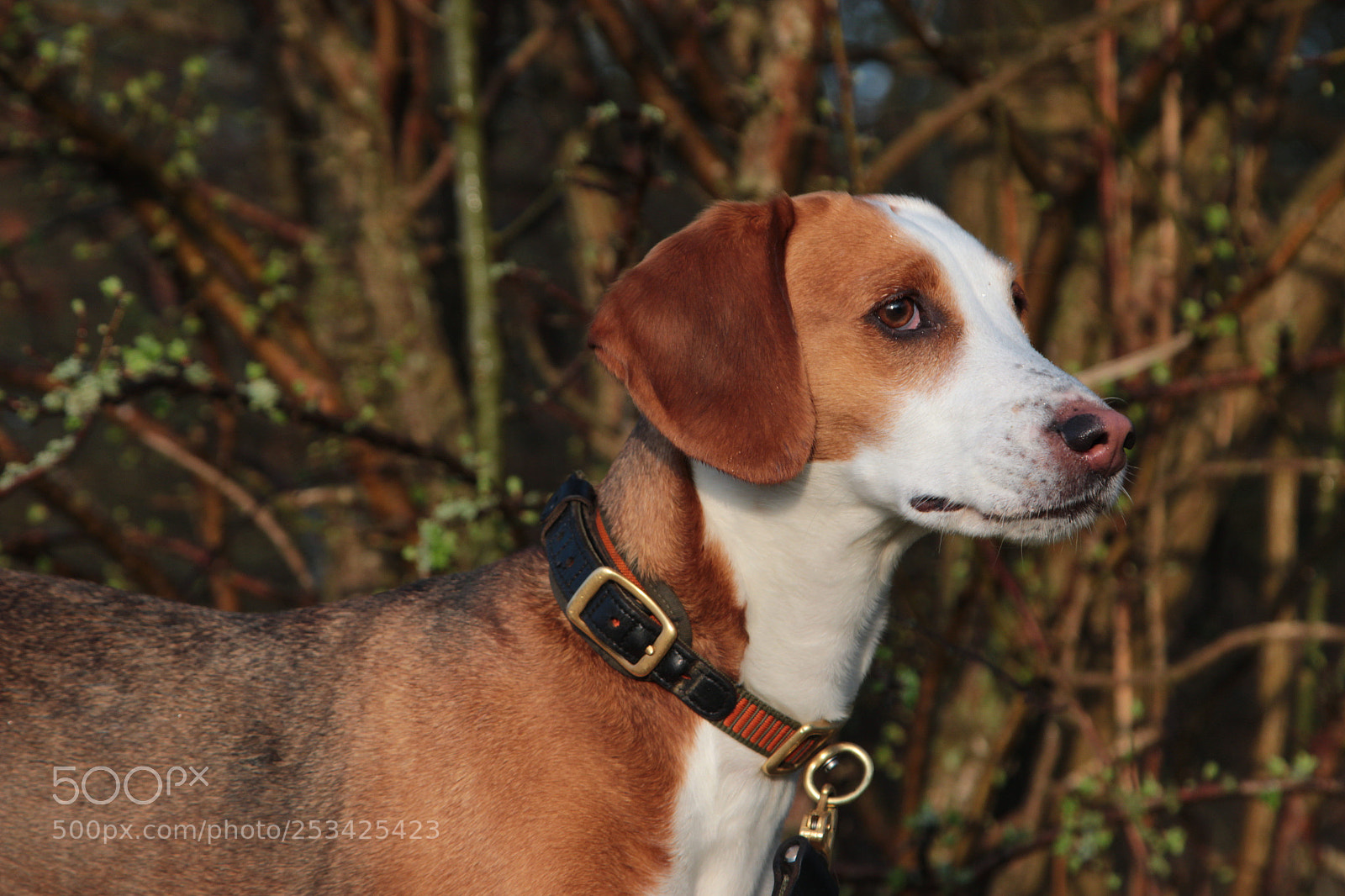 Canon EOS 70D sample photo. Bente duitse brak photography