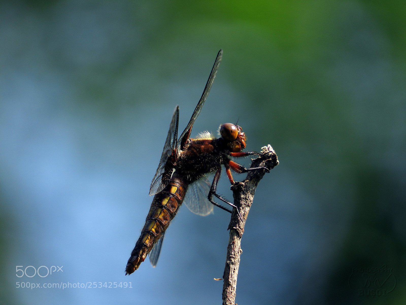 Canon PowerShot SX540 HS sample photo. Dragonfly_3 photography