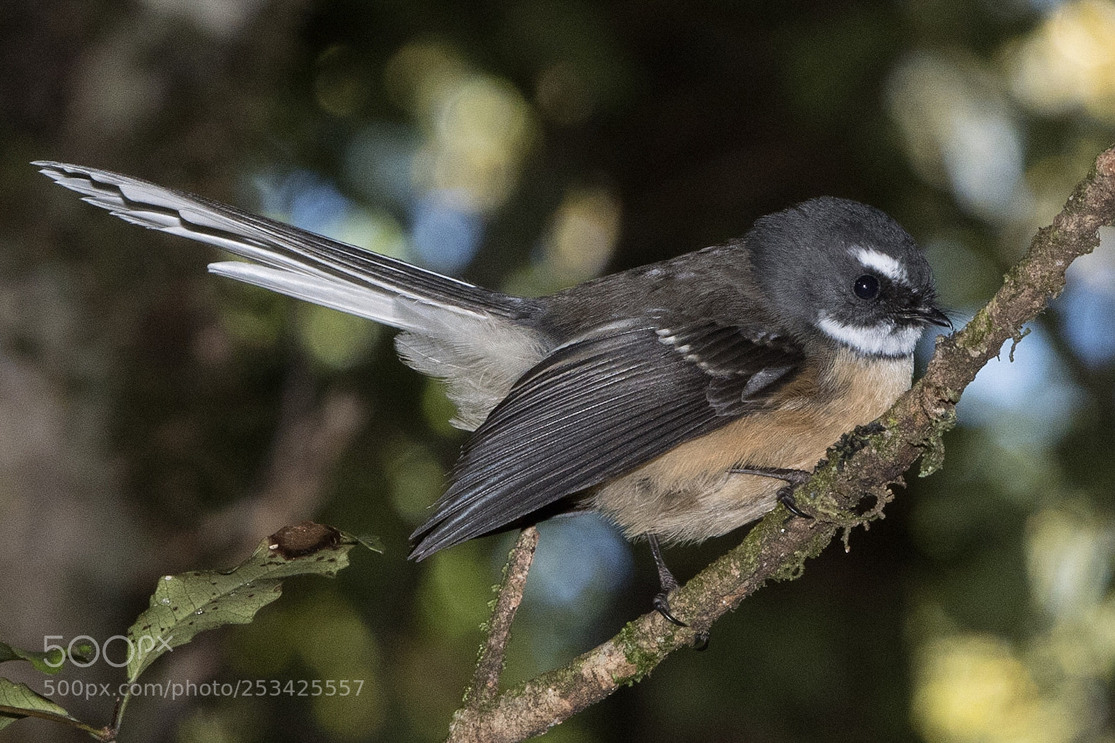 Nikon D500 sample photo. Fantail piwakawaka rhipidura fuliginosa photography