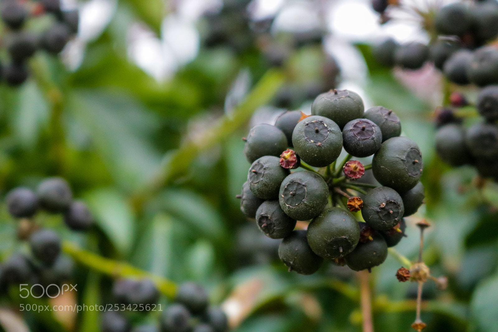 Canon EOS 750D (EOS Rebel T6i / EOS Kiss X8i) sample photo. Untitled photography