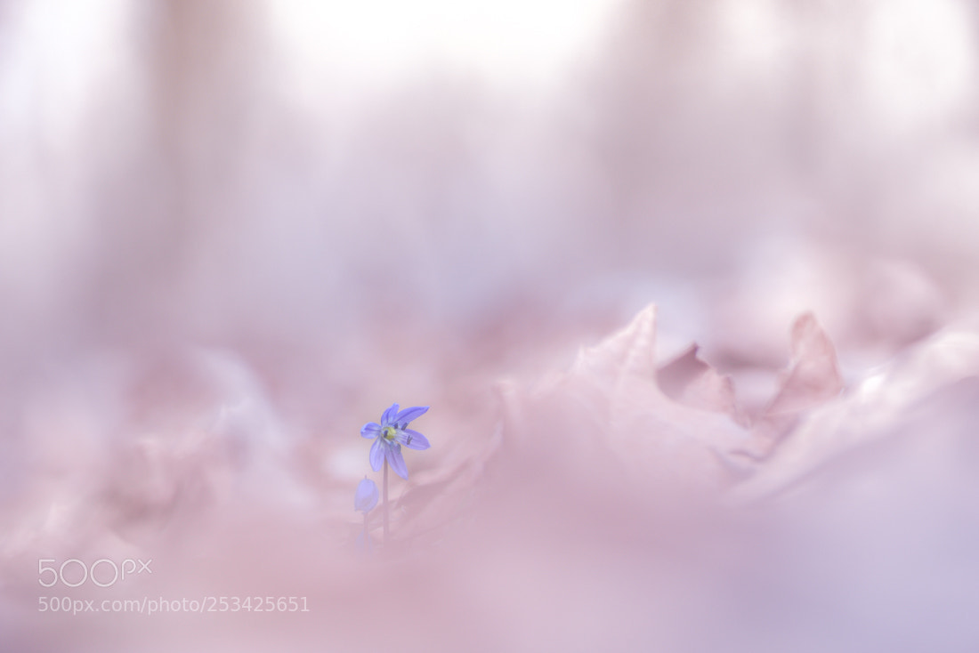 Nikon D810 sample photo. Foggy pink photography